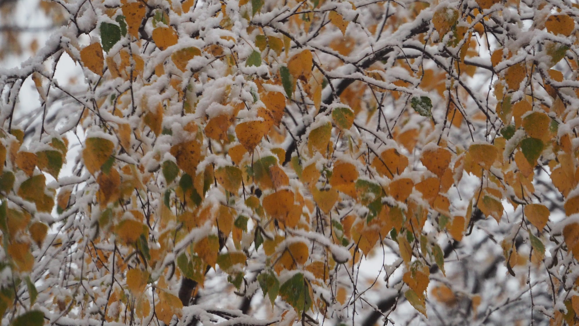 Valokuvaaja: Arja Valtonen