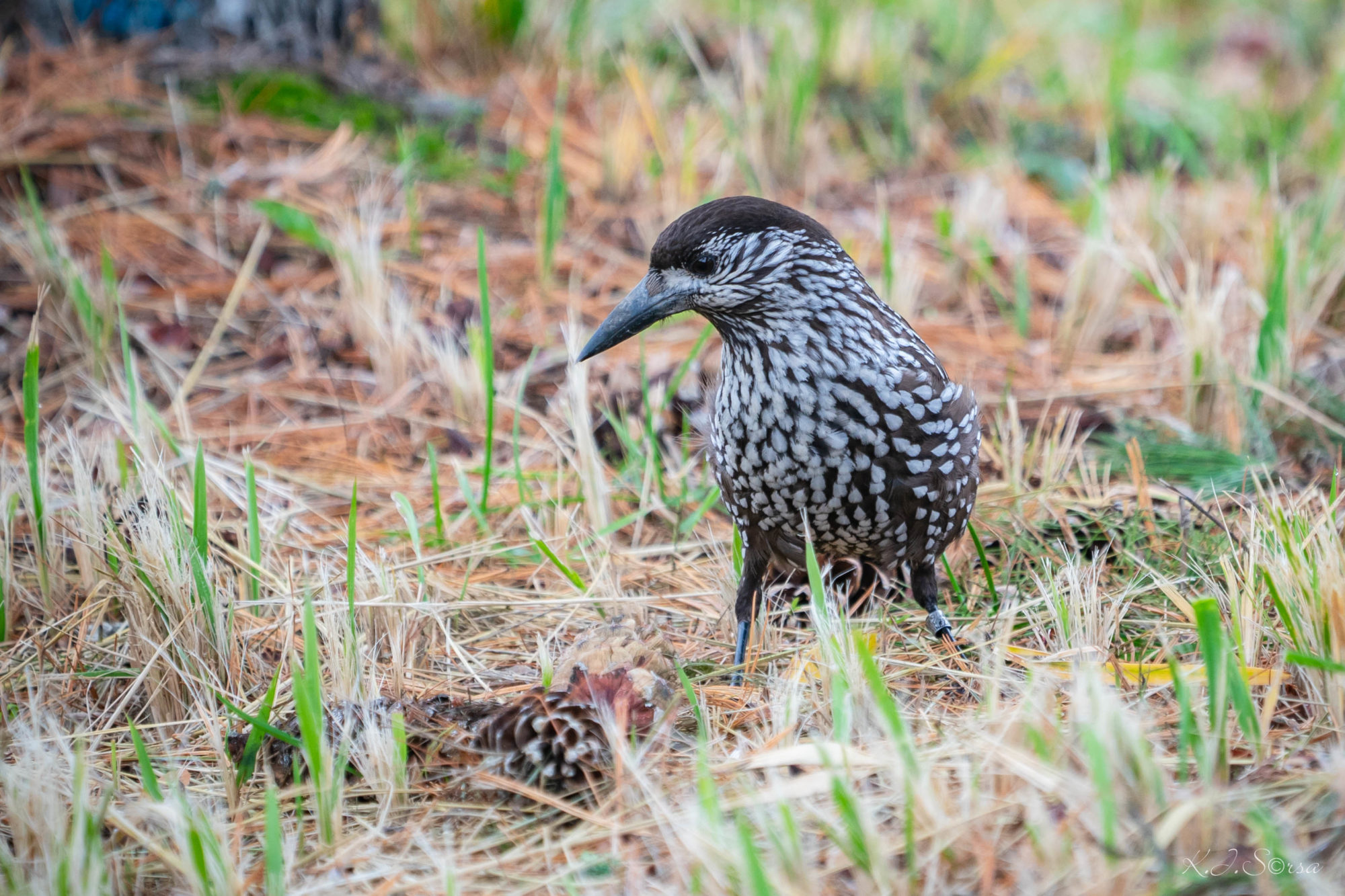 Valokuvaaja: Kyösti Sorsa