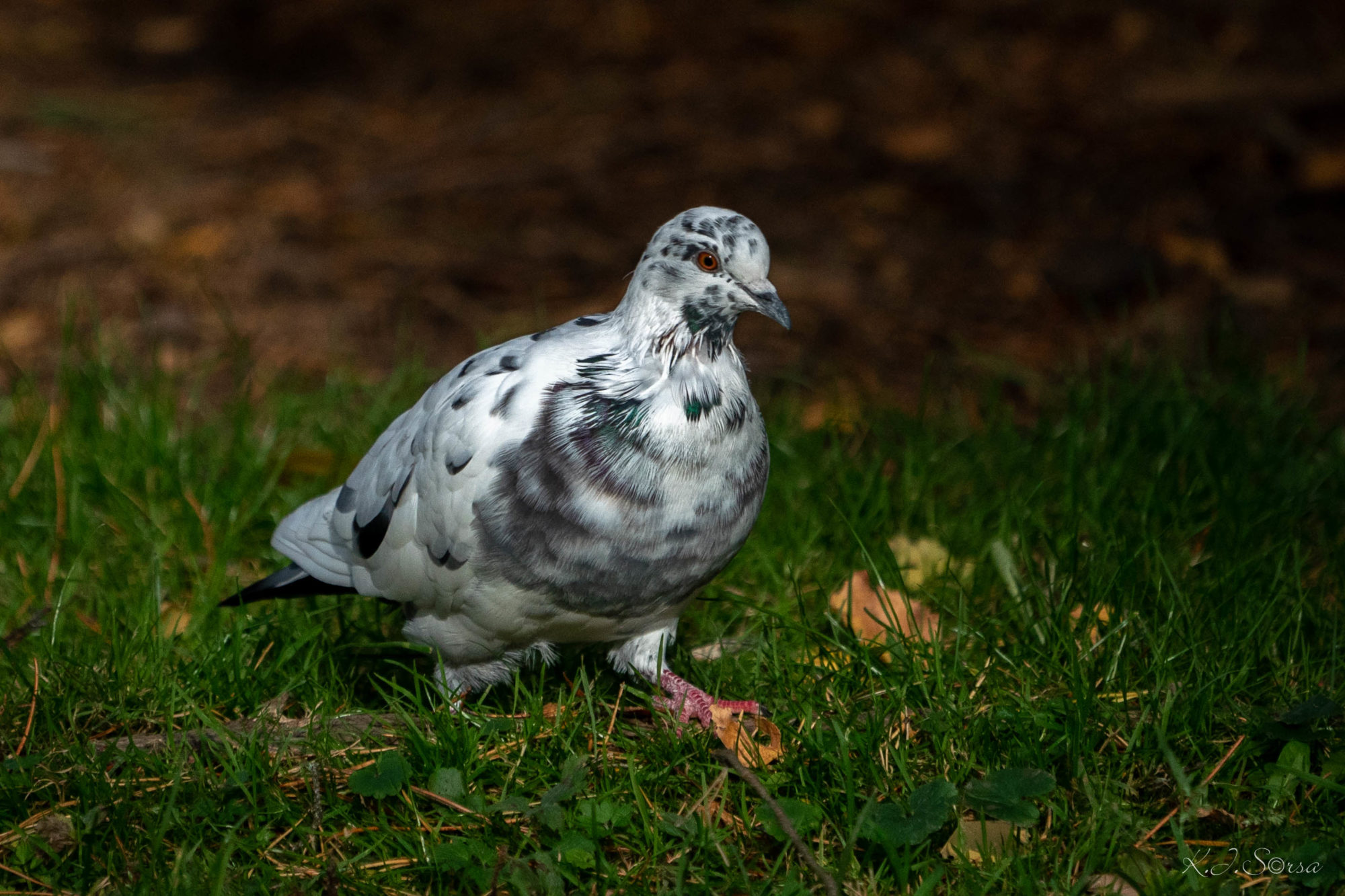 Valokuvaaja: Kyösti Sorsa