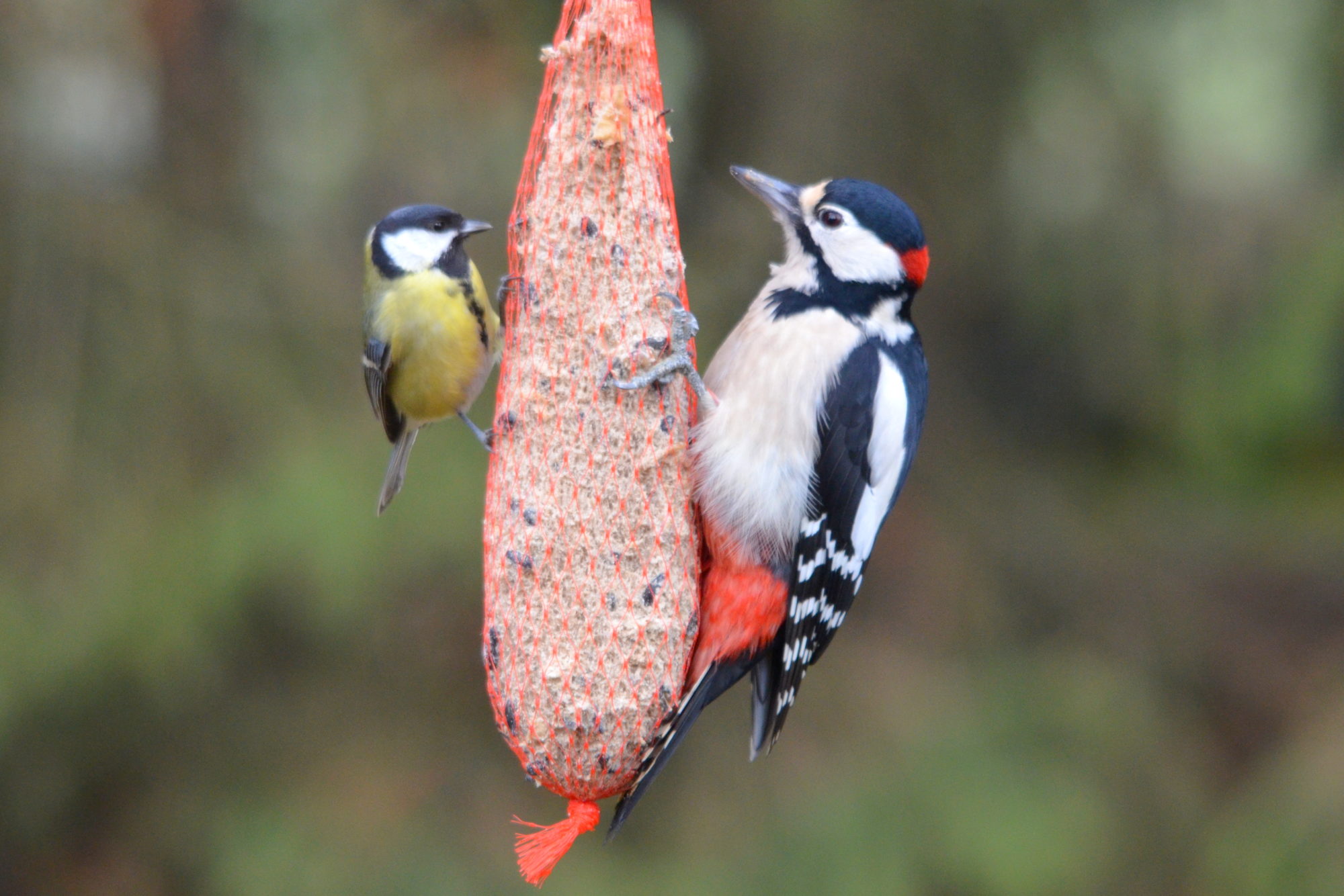 Valokuvaaja: Kaarlo Asikainen