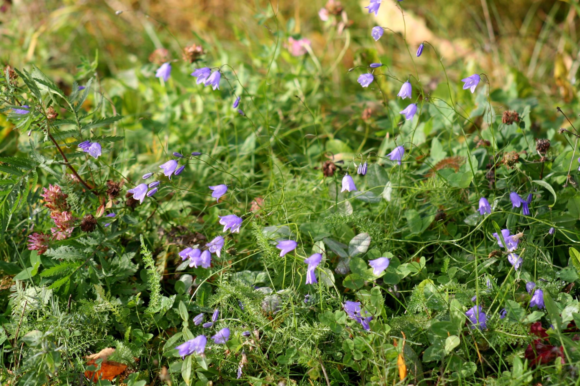 Valokuvaaja: Pirkko Siukonen