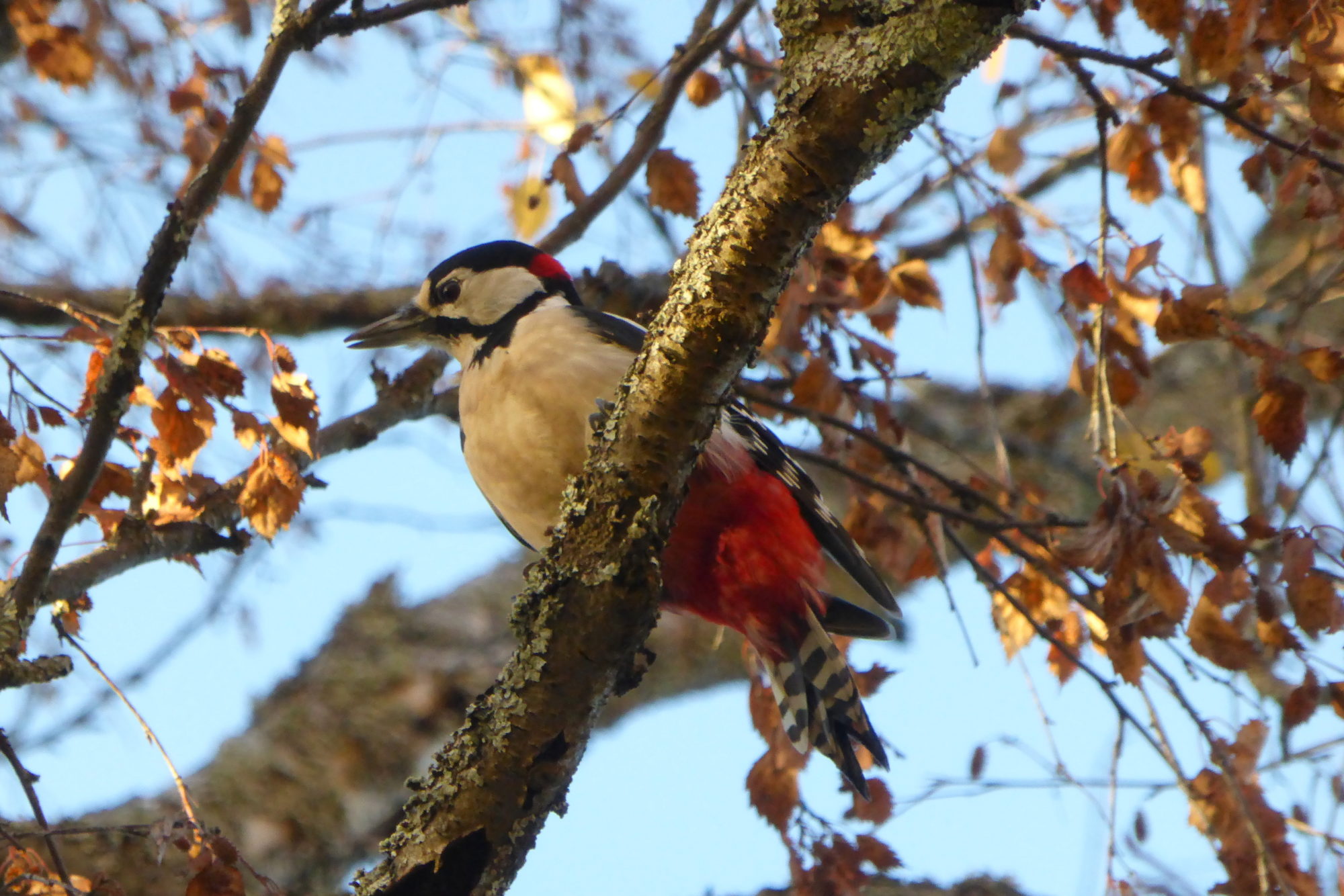 Valokuvaaja: Kaarlo Asikainen