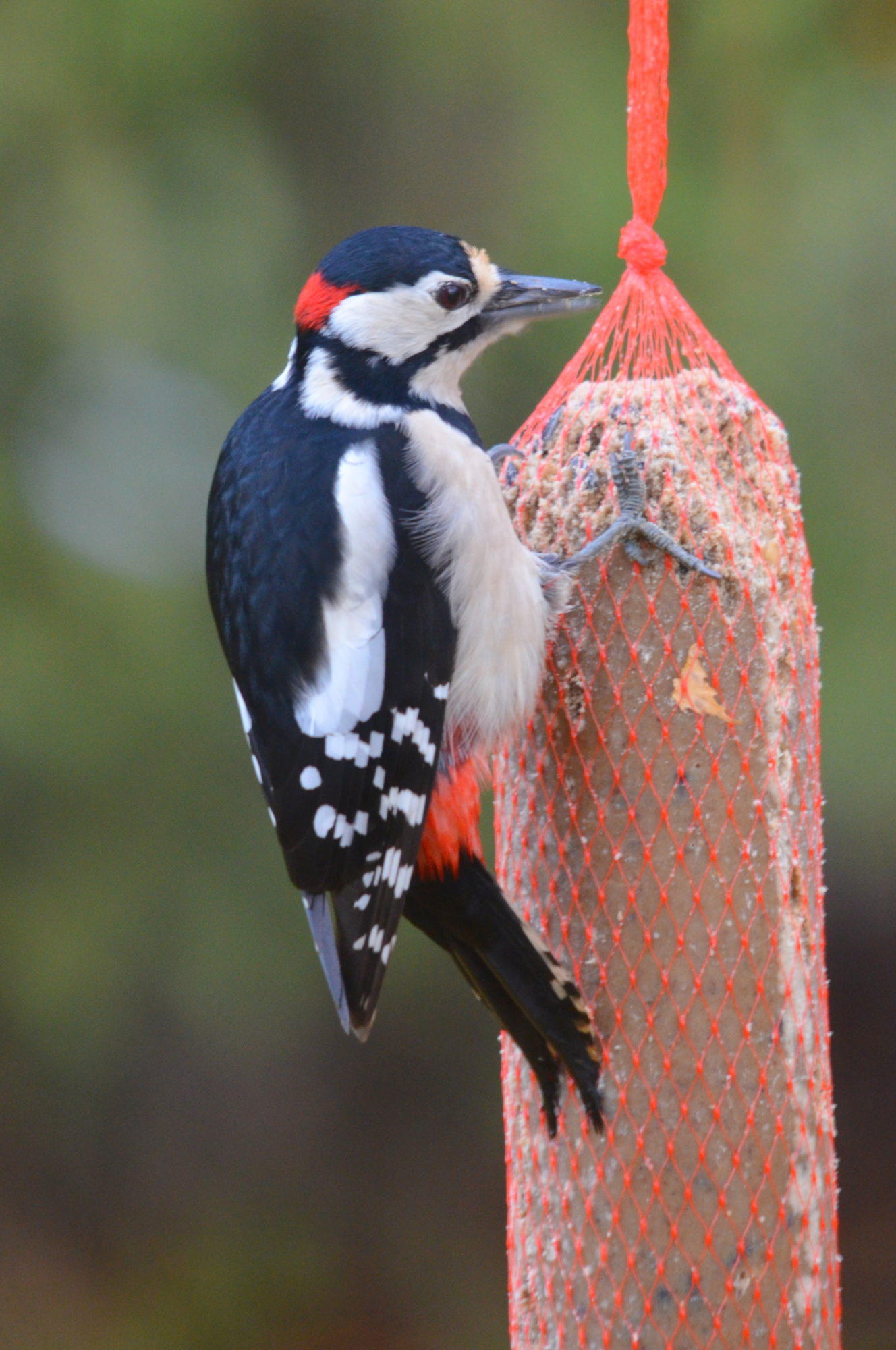 Valokuvaaja: Kaarlo Asikainen