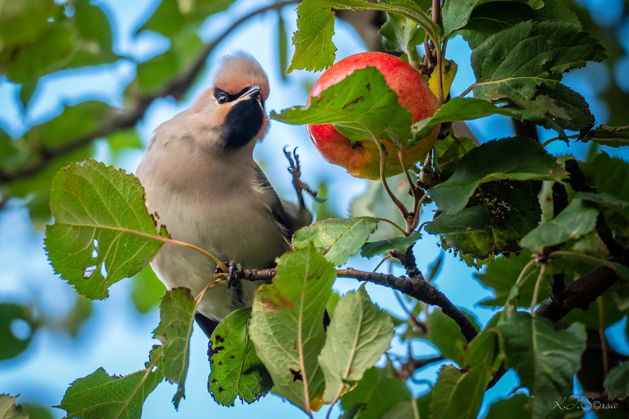 Valokuvaaja: Kyösti Sorsa