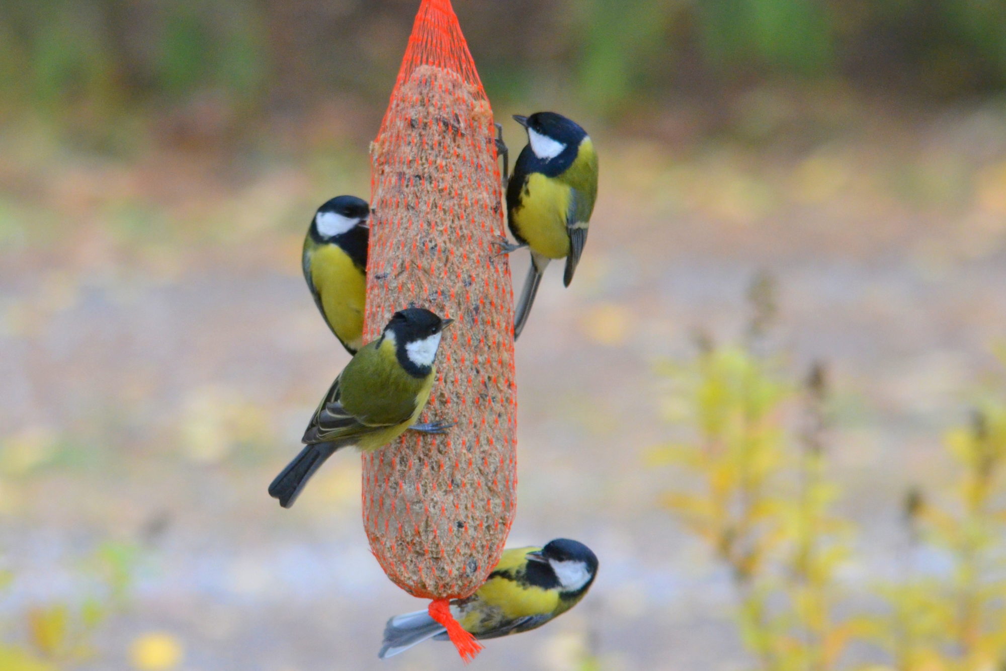 Valokuvaaja: Kaarlo Asikainen