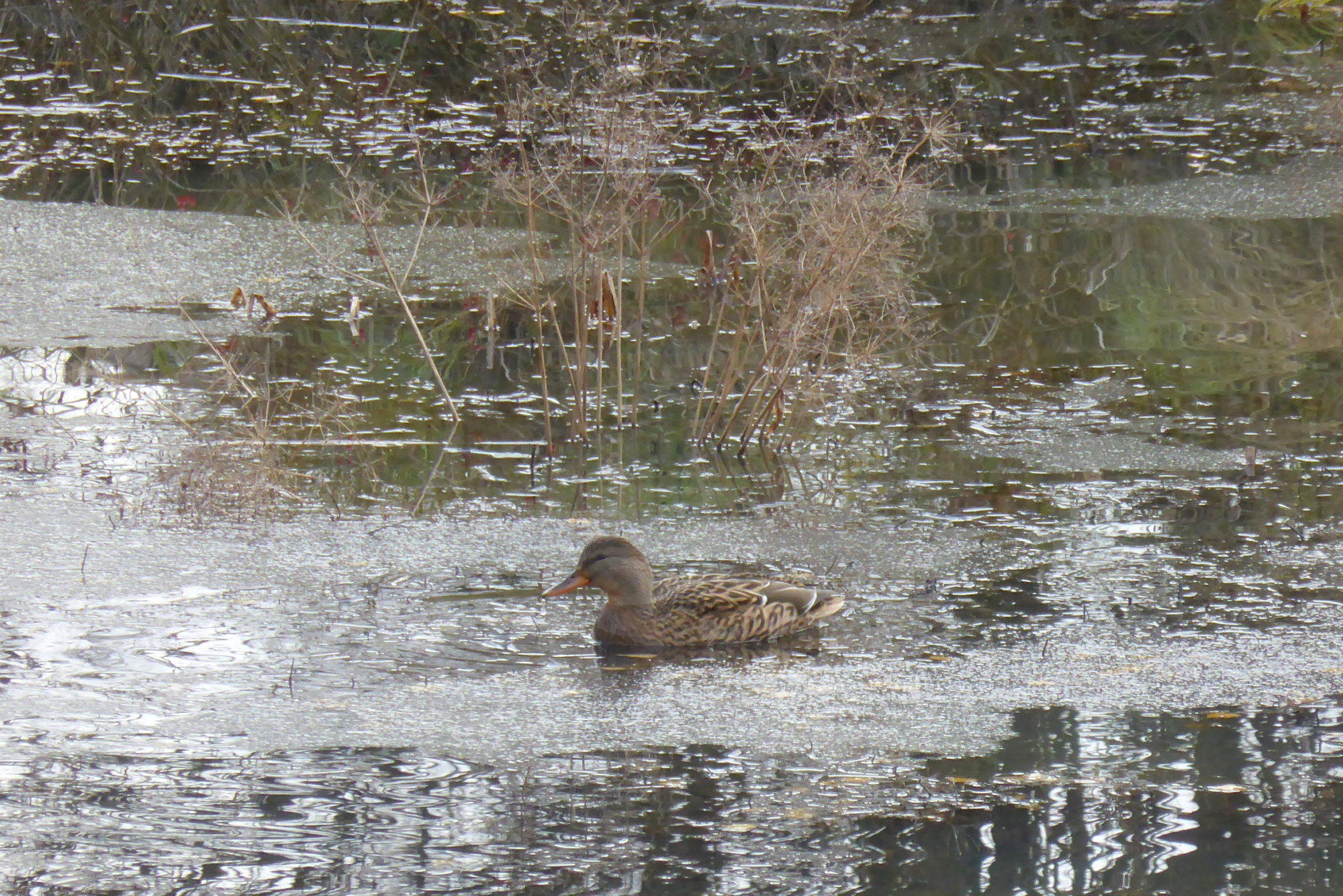 Valokuvaaja: Kaarlo Asikainen