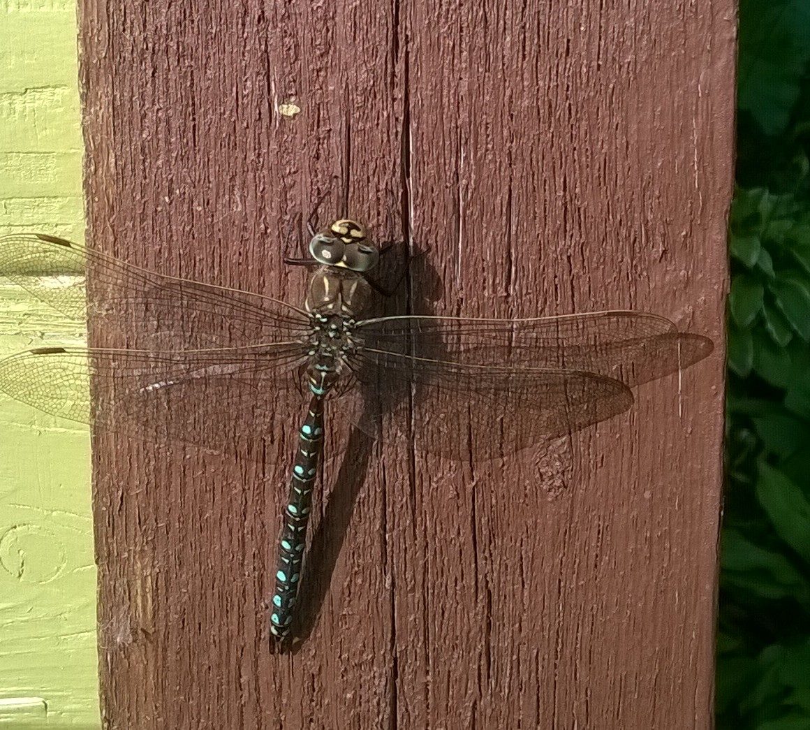 Valokuvaaja: Eero  Paalijärvi