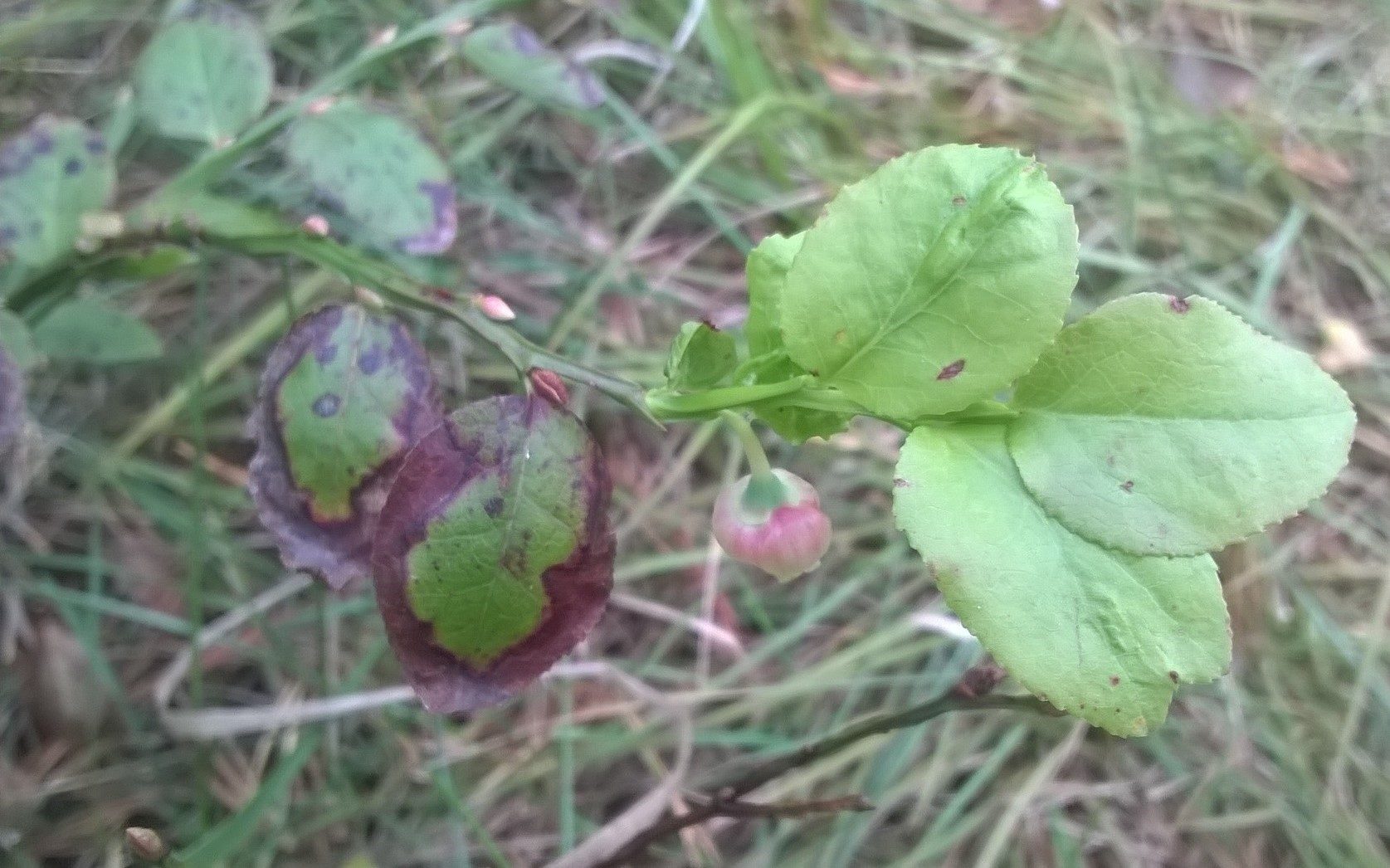 Valokuvaaja: Kirsi Sinimetsä