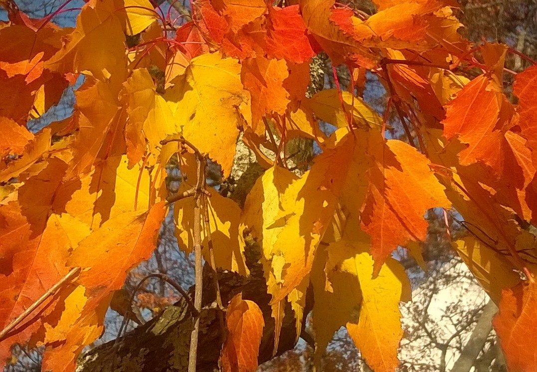 Valokuvaaja: Kirsi Sinimetsä