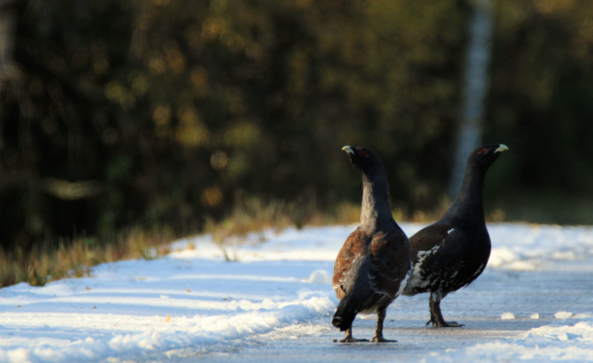 Valokuvaaja: Ahti Keränen Valokuvaaja: Ahti Keränen