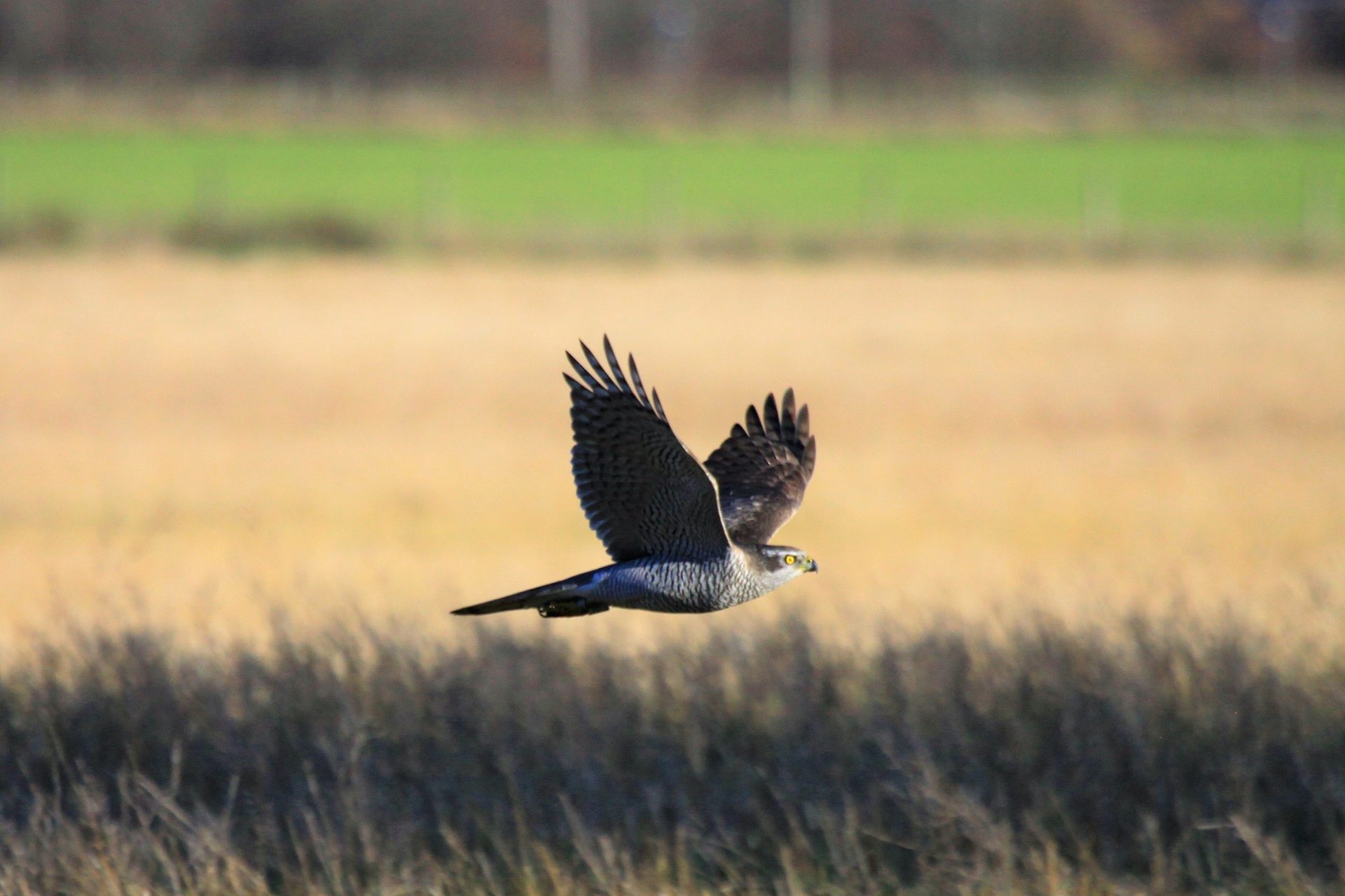 Valokuvaaja: Berndt Hannelius