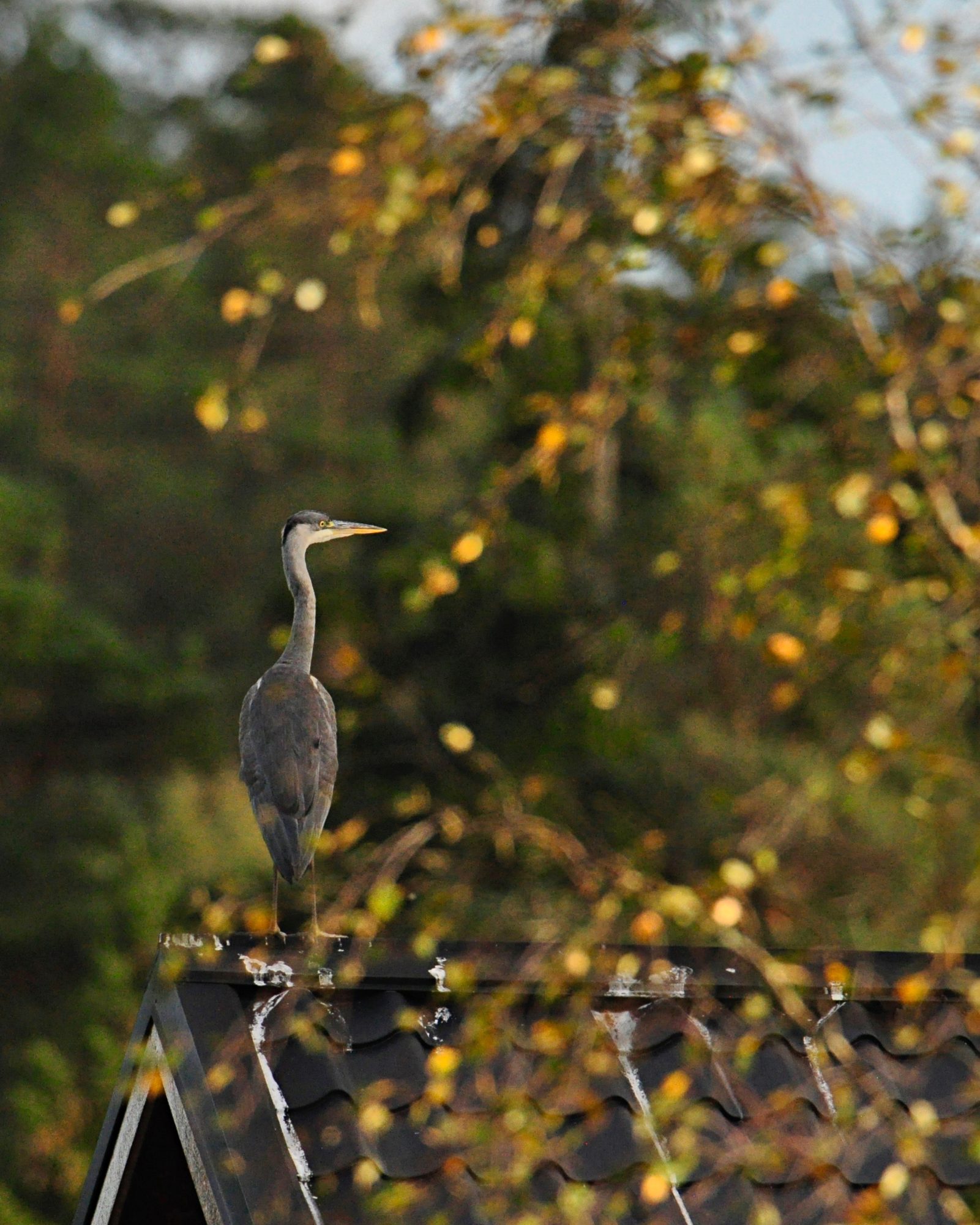 Valokuvaaja: Jenni Merilä