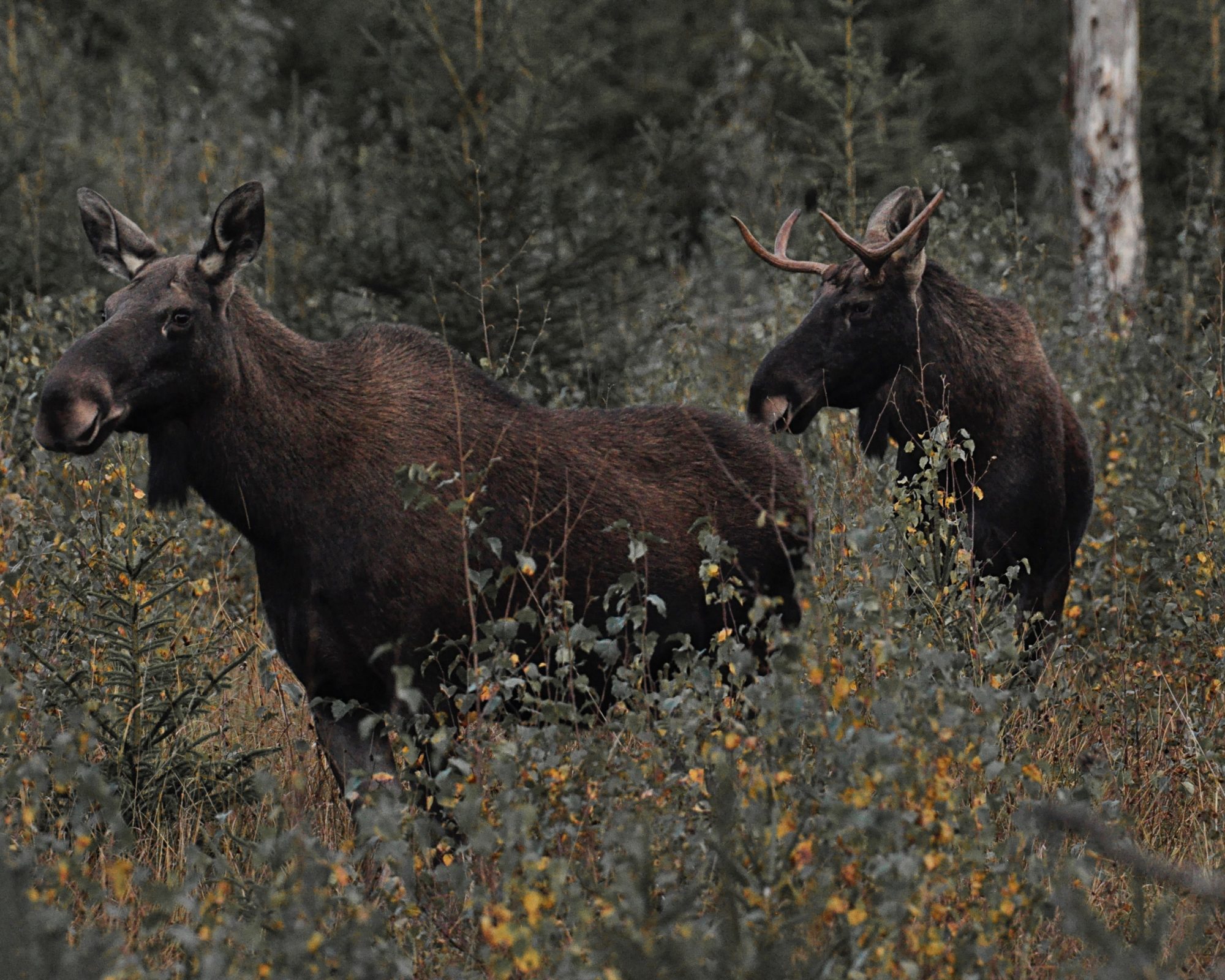 Valokuvaaja: Jenni Merilä