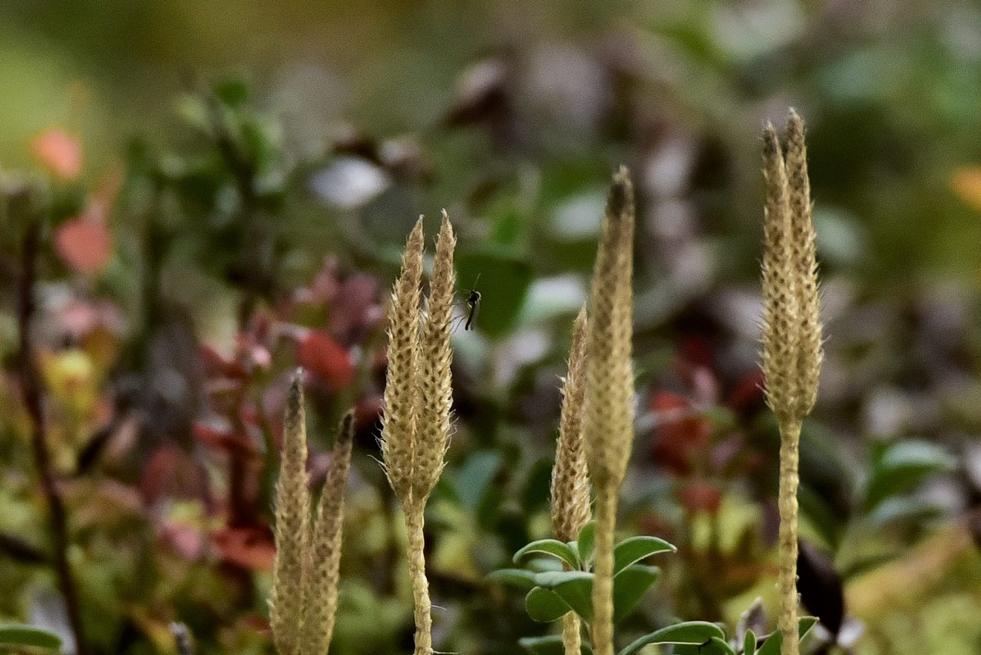 Valokuvaaja: Yvonne Okkola