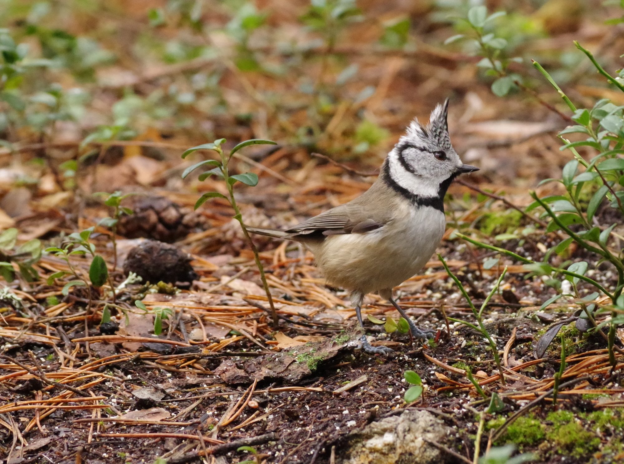Valokuvaaja: Jaana Luukkanen