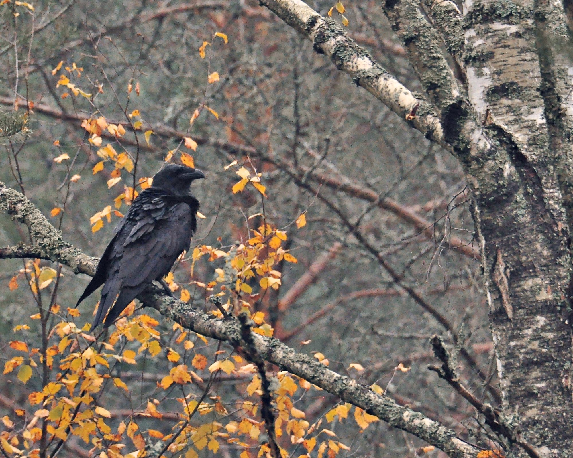 Valokuvaaja: Jenni Merilä