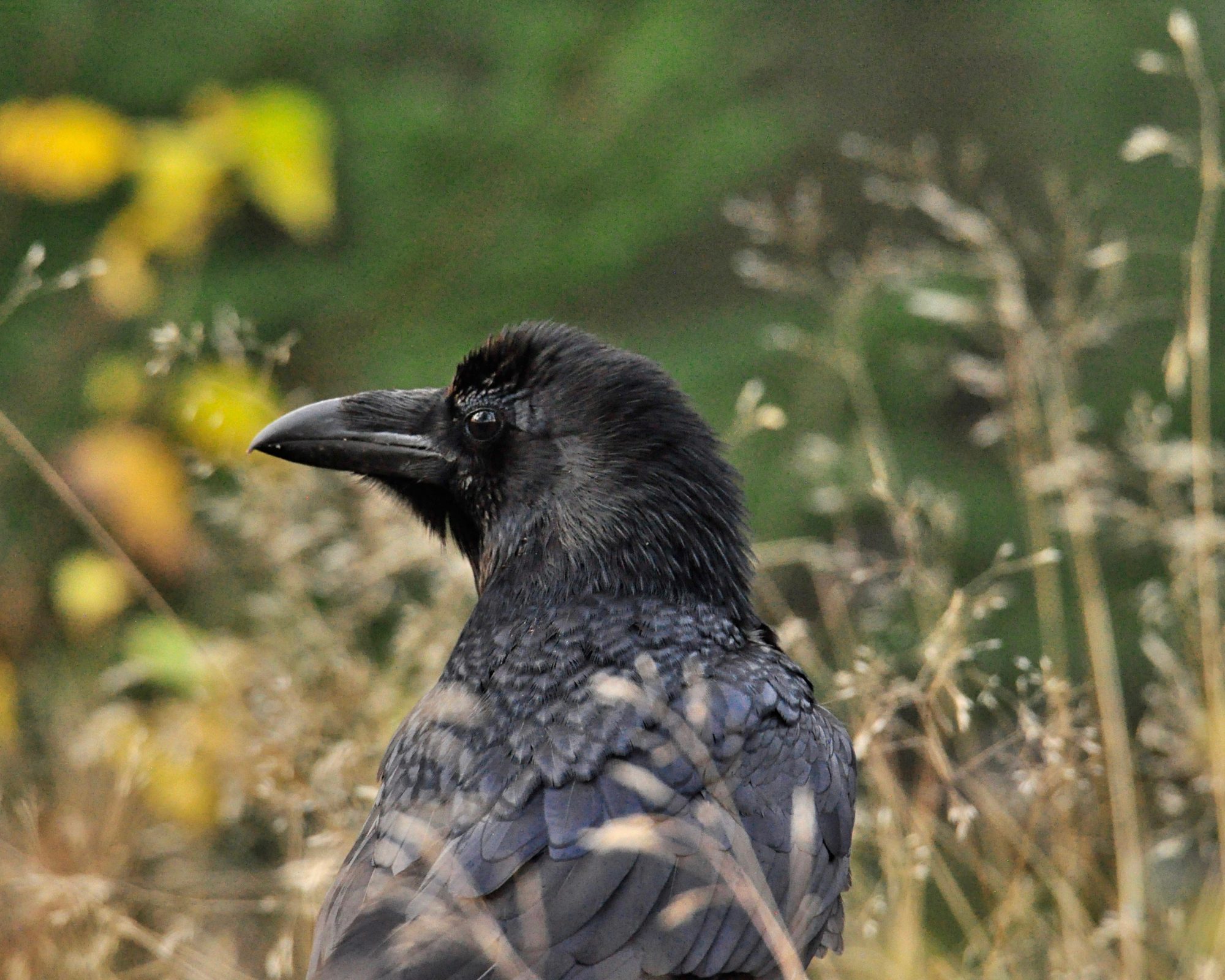 Valokuvaaja: Jenni Merilä Valokuvaaja: Jenni Merilä