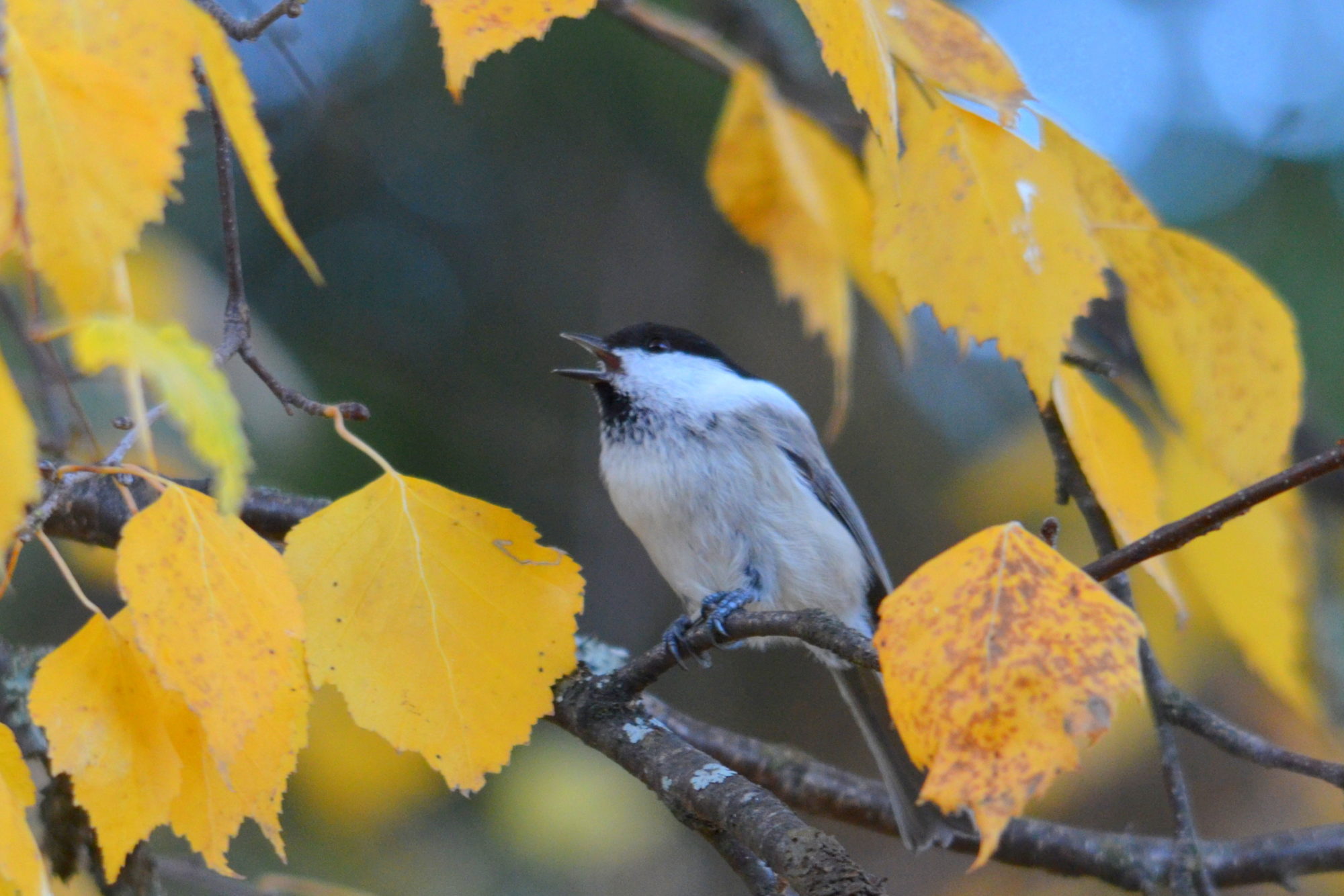 Valokuvaaja: Kaarlo Asikainen Valokuvaaja: Kaarlo Asikainen