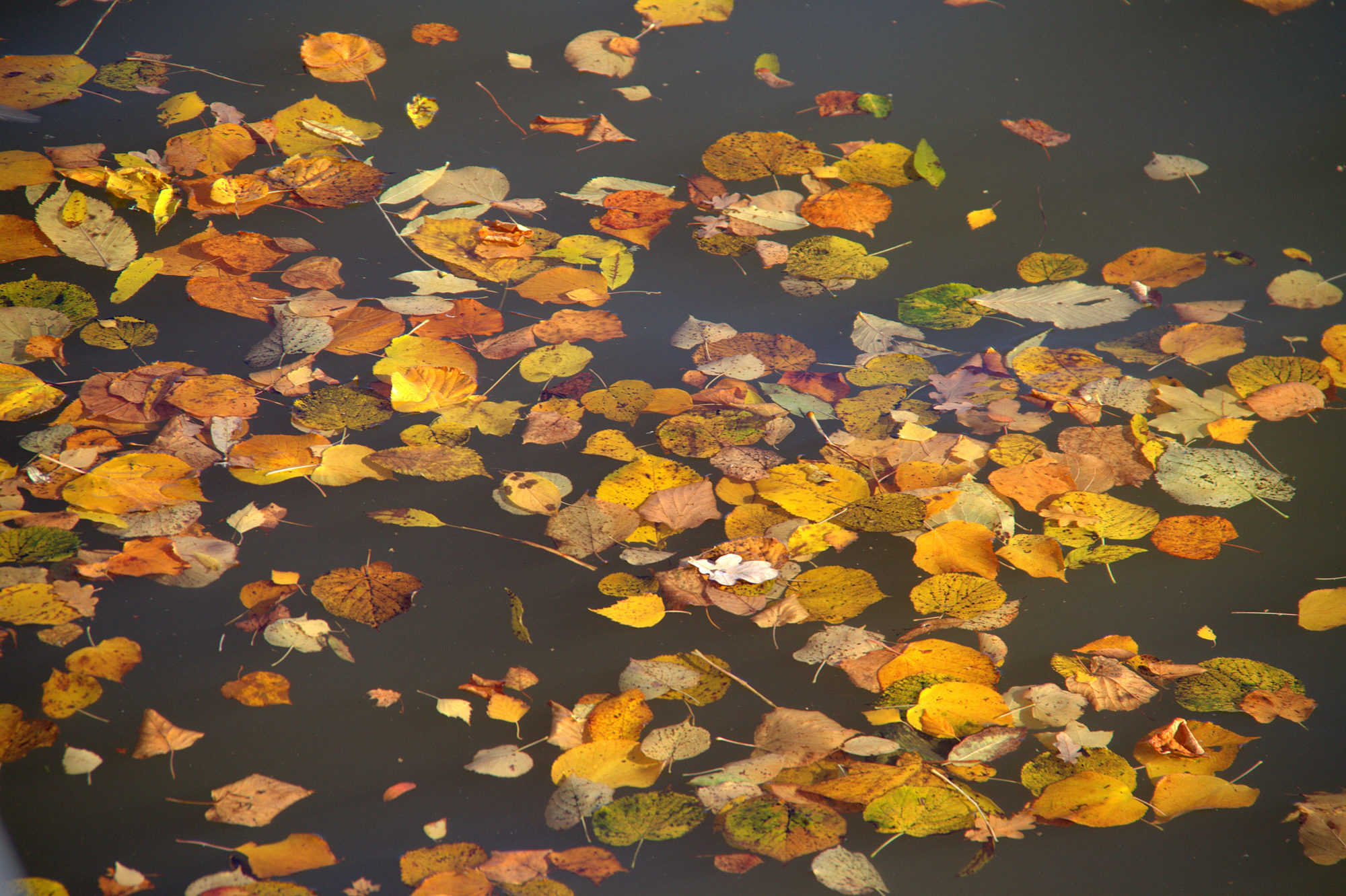 Valokuvaaja: sirpa Jyske