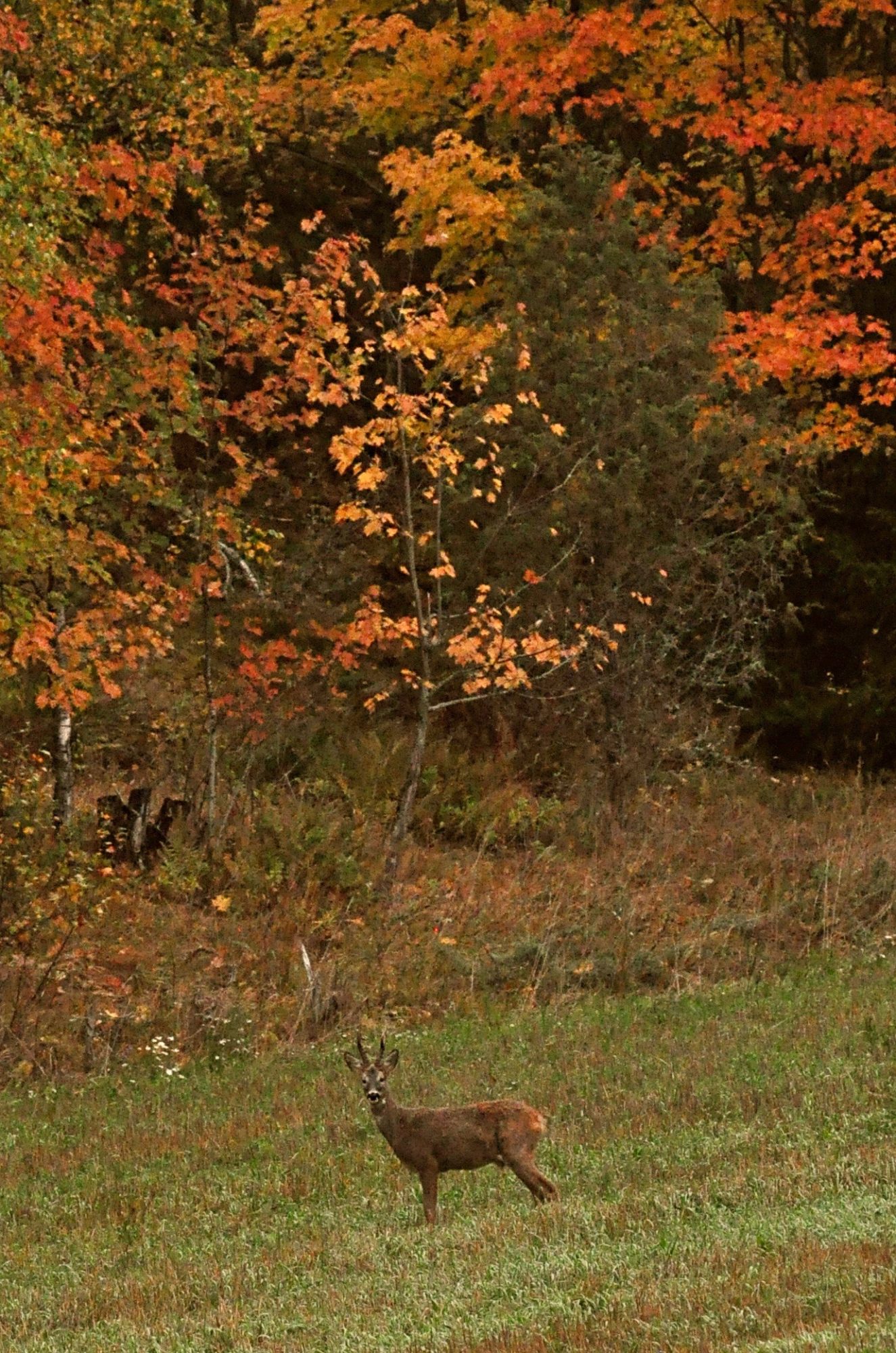 Valokuvaaja: Jenni Merilä