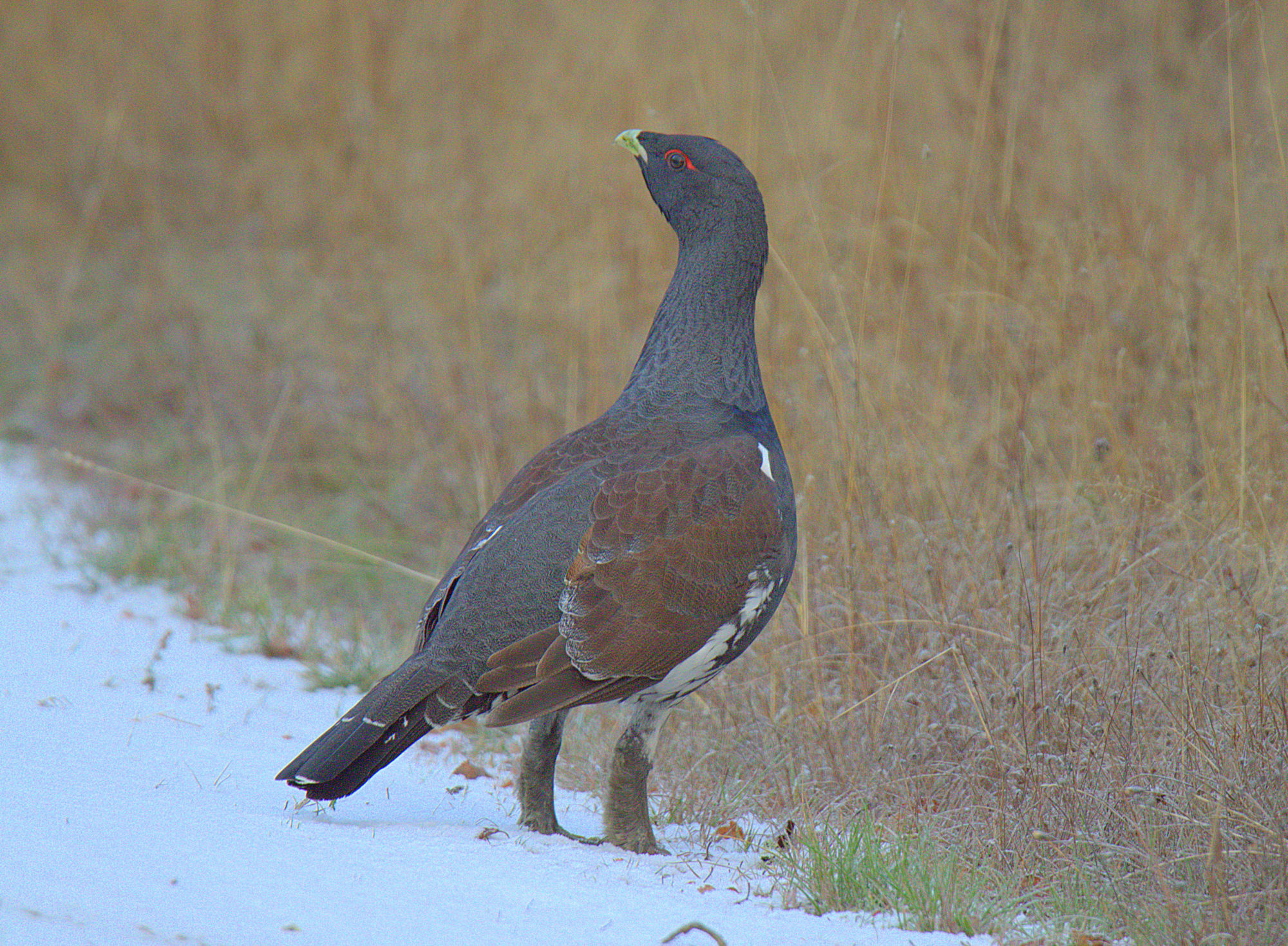 Valokuvaaja: sirpa  Jyske Valokuvaaja: sirpa  Jyske