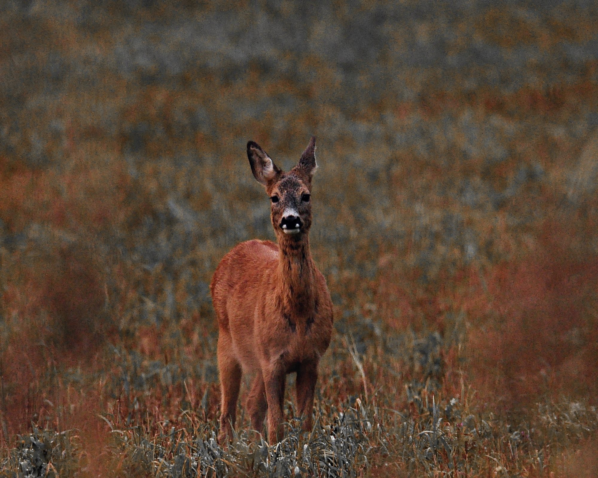 Valokuvaaja: Jenni Merilä