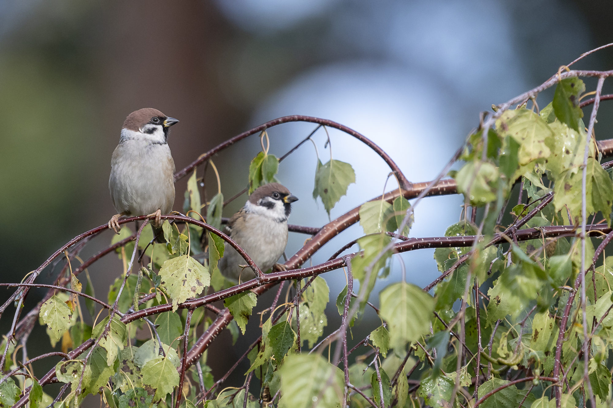 Valokuvaaja: Anne Kaihola