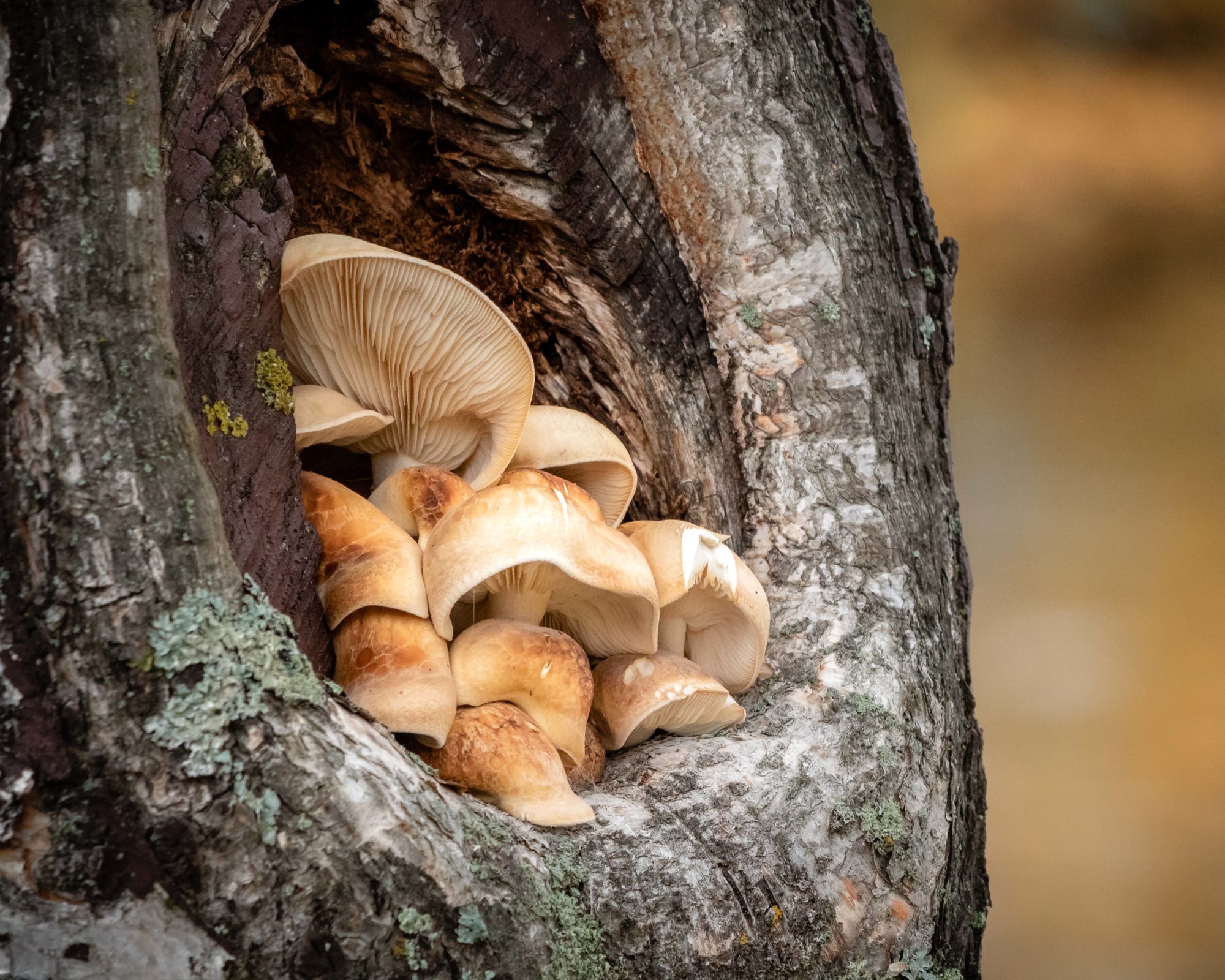 Valokuvaaja: Kimmo Sääskilahti