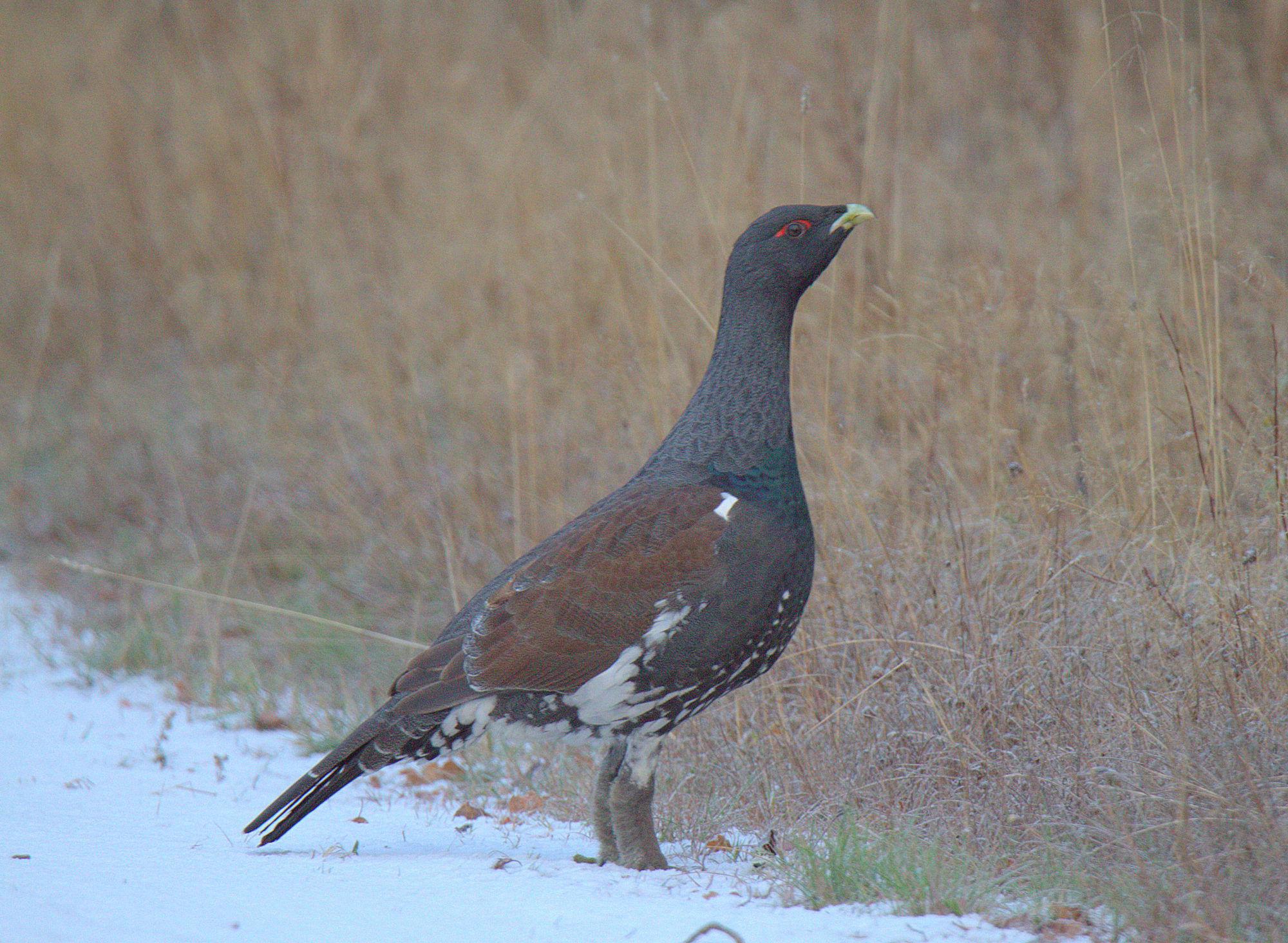 Valokuvaaja: sirpa Jyske