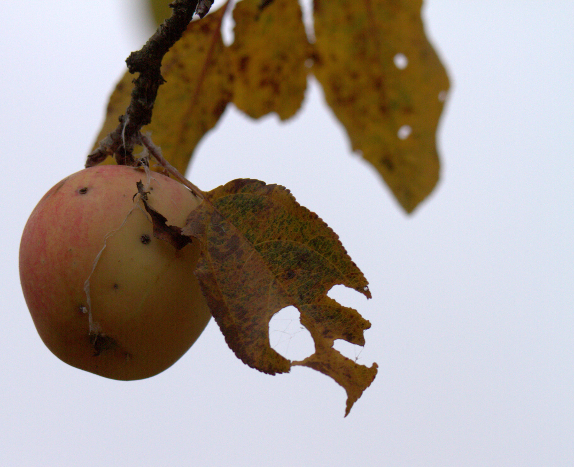 Valokuvaaja: sirpa Jyske