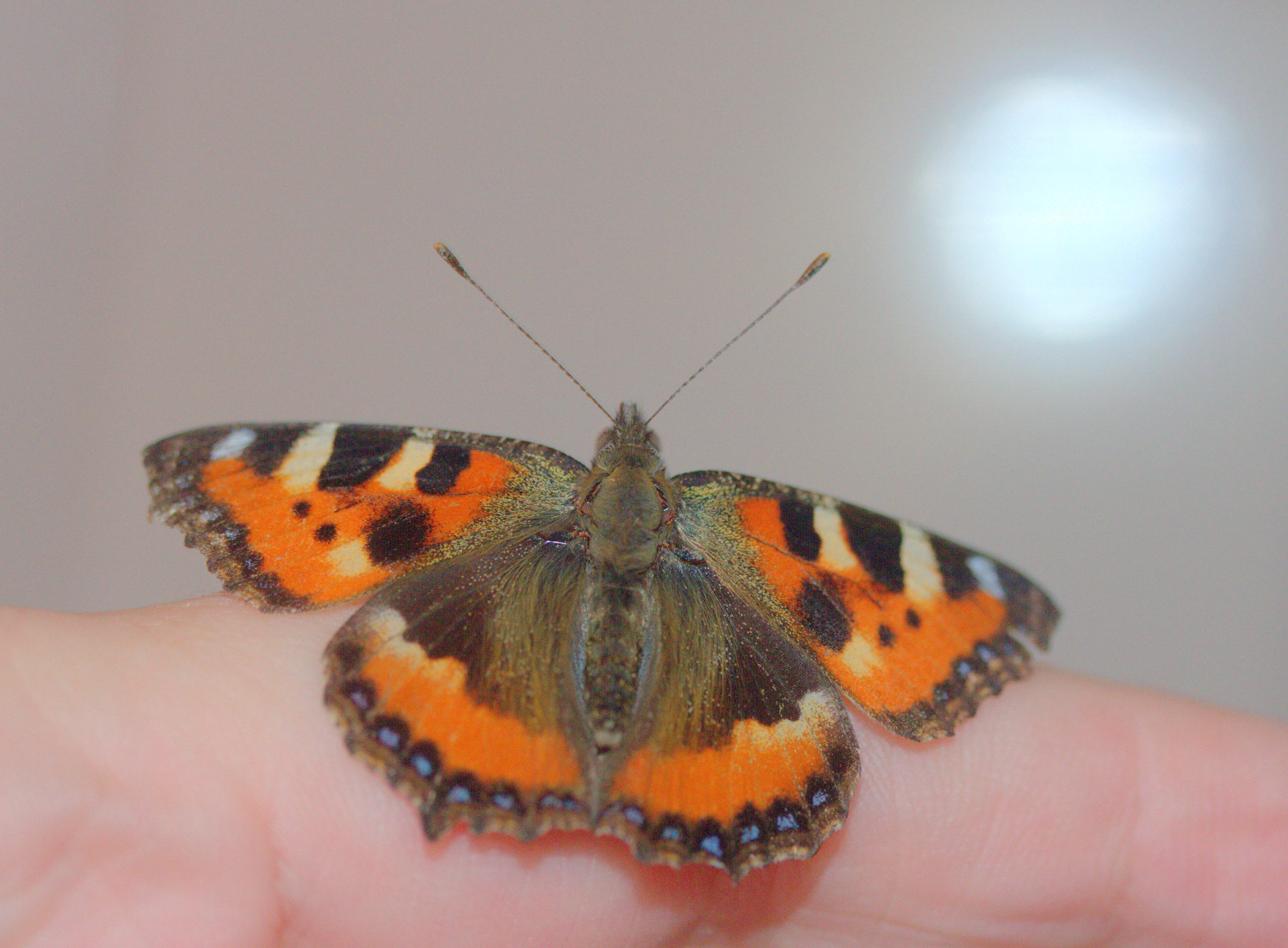 Valokuvaaja: sirpa Jyske