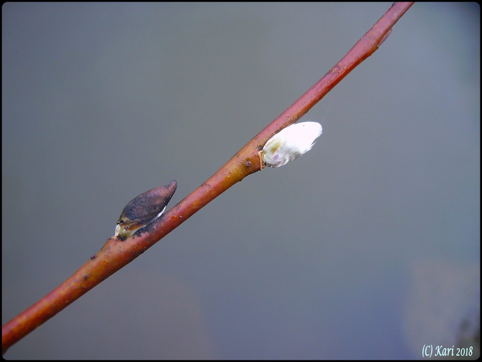 Valokuvaaja: Kari Saarinen