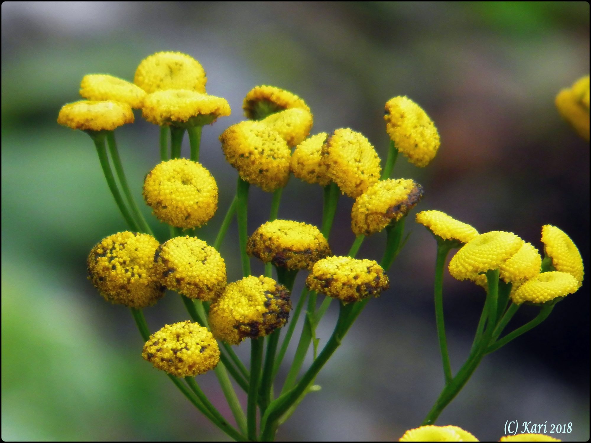 Valokuvaaja: Kari Saarinen