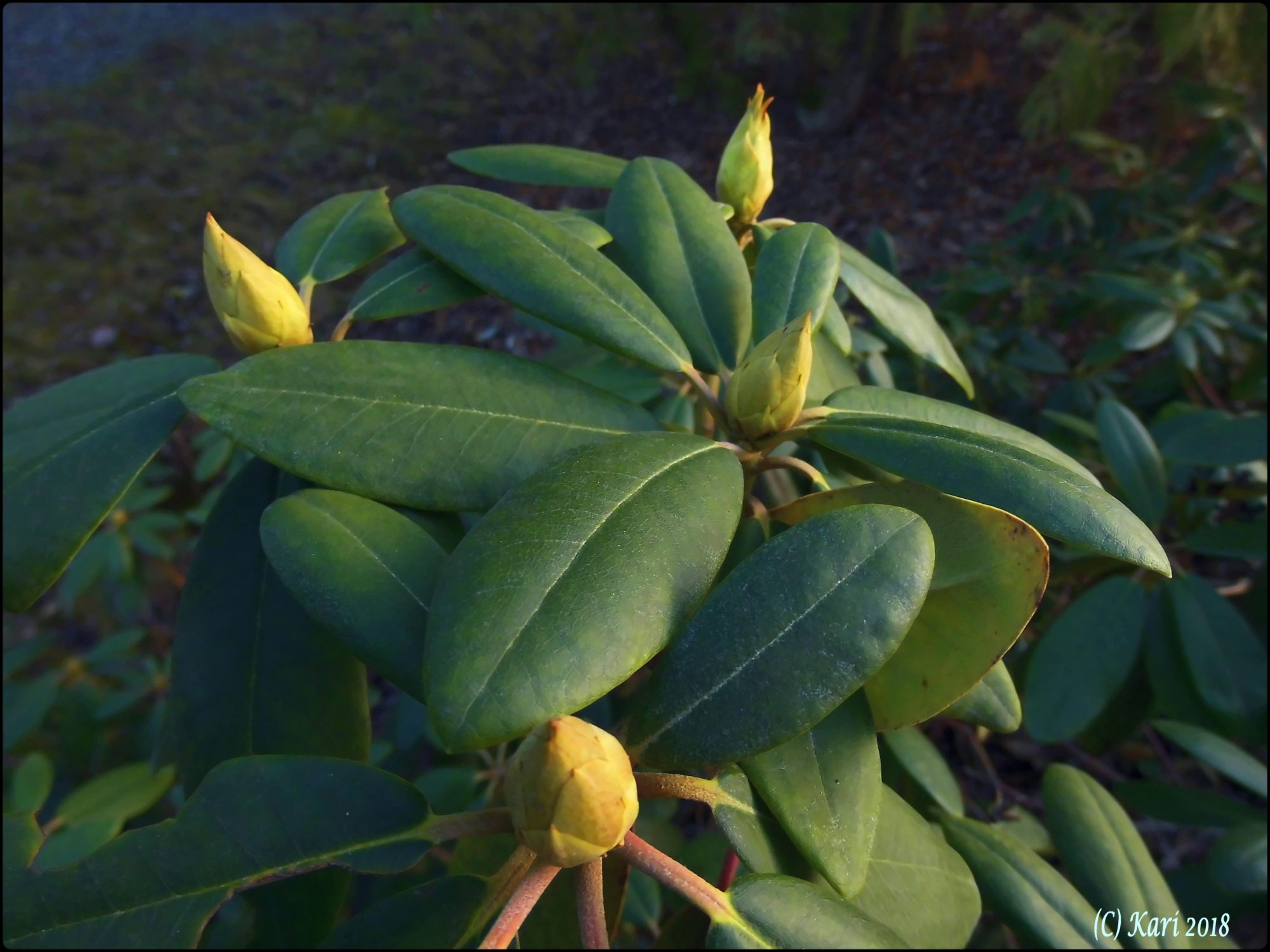 Valokuvaaja: Kari Saarinen