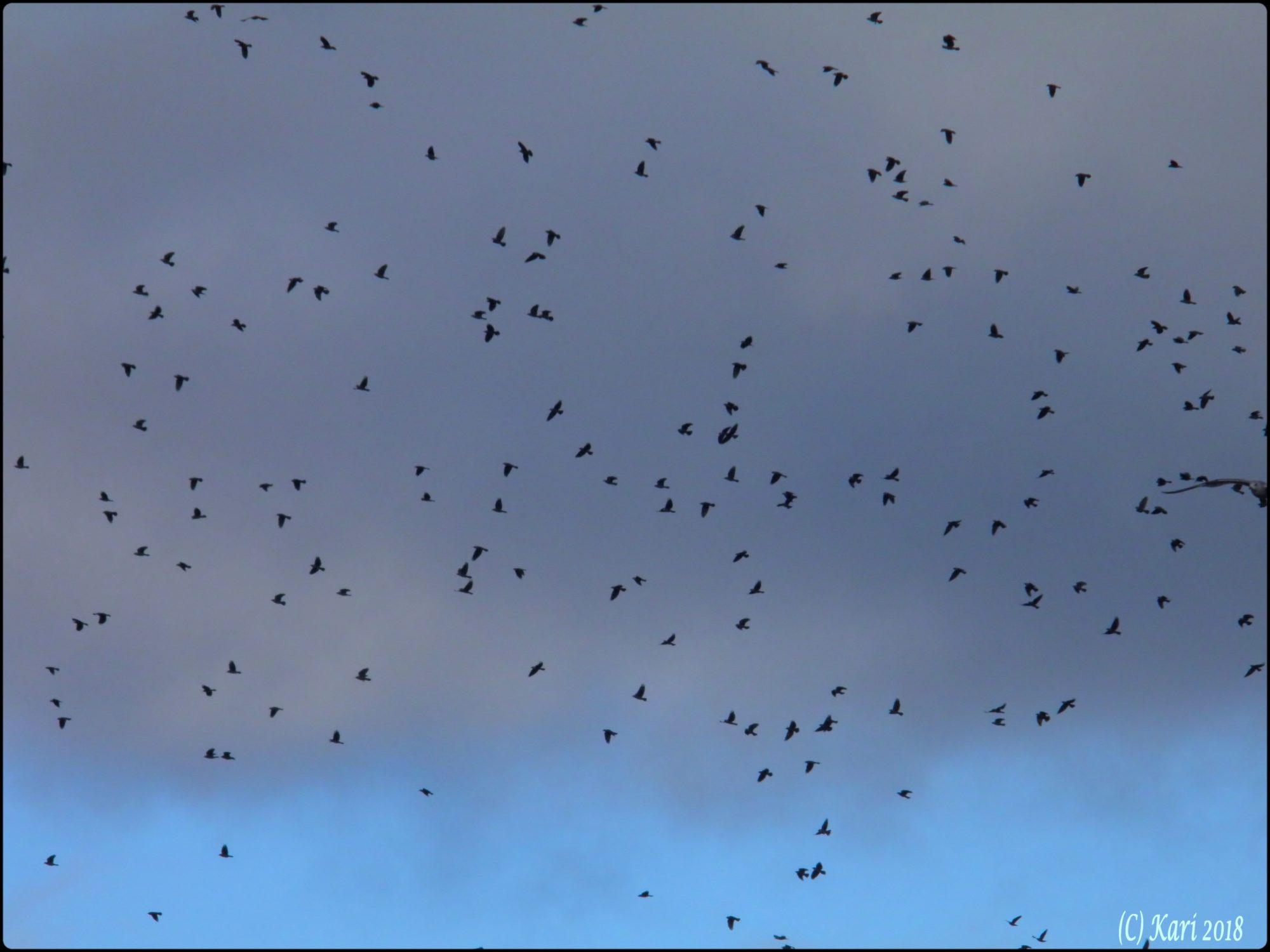 Valokuvaaja: Kari Saarinen