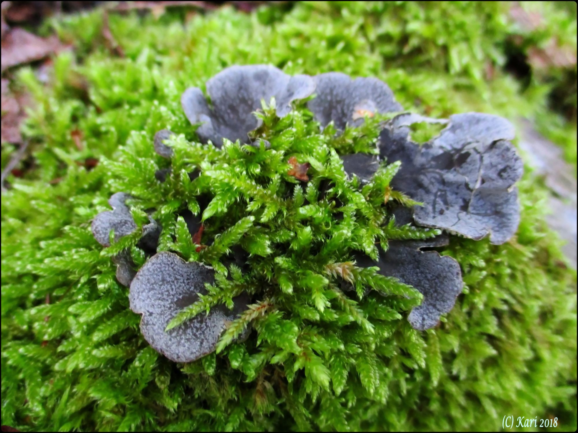 Valokuvaaja: Kari Saarinen