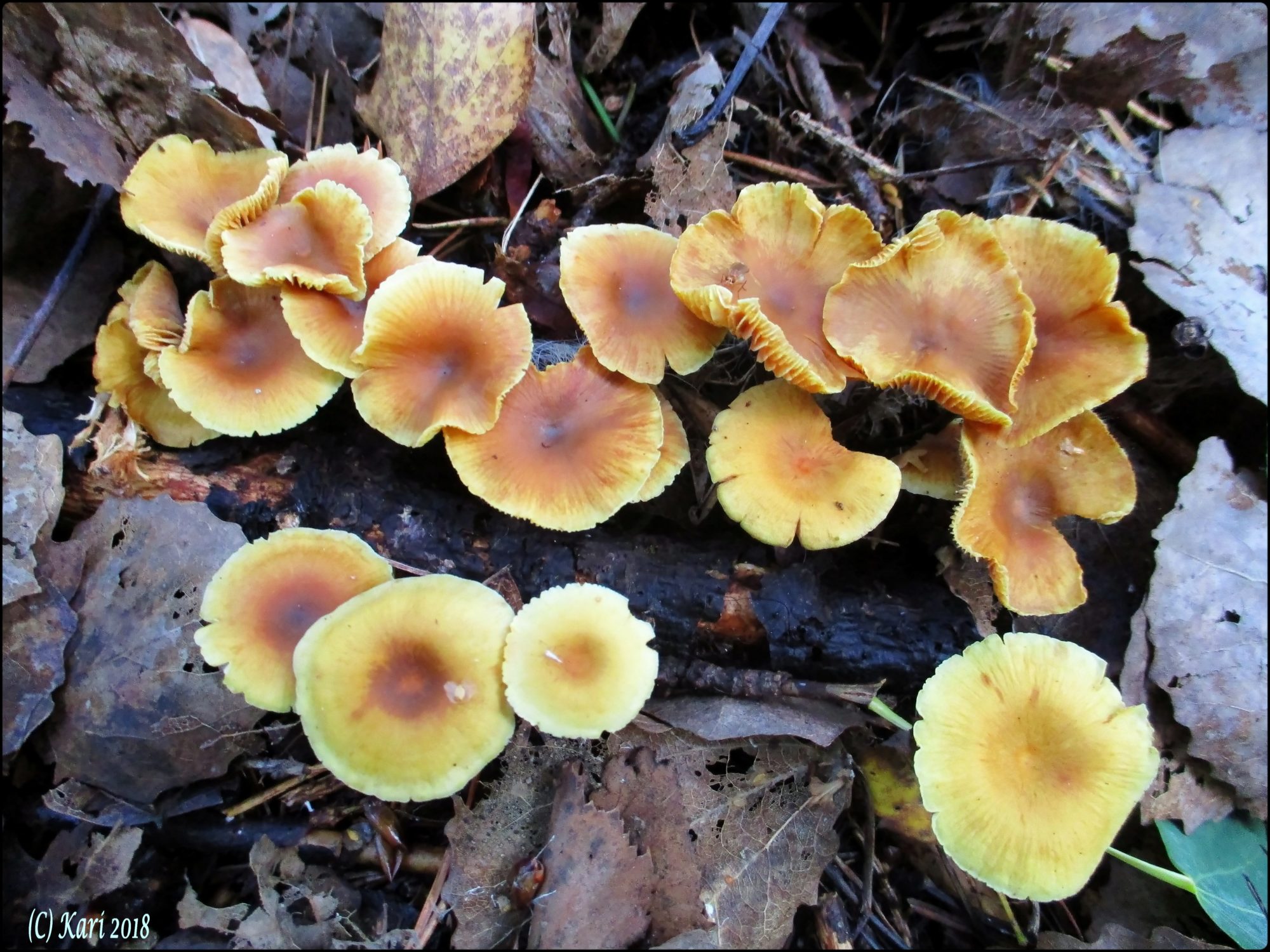 Valokuvaaja: Kari Saarinen