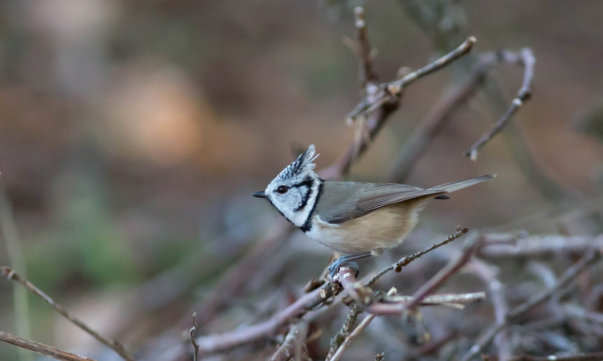 Valokuvaaja: Irma Kortekallio