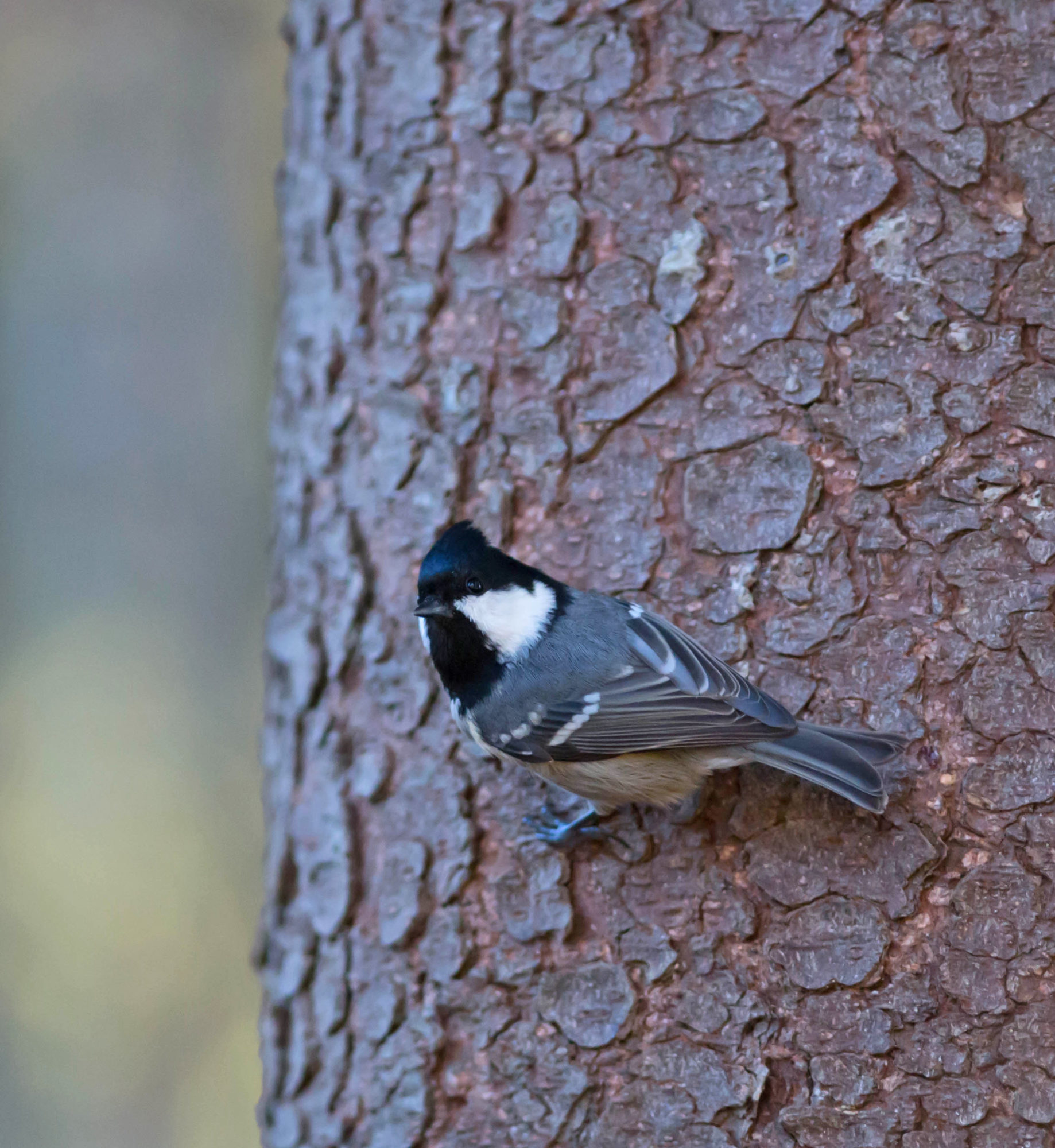 Valokuvaaja: Irma Kortekallio