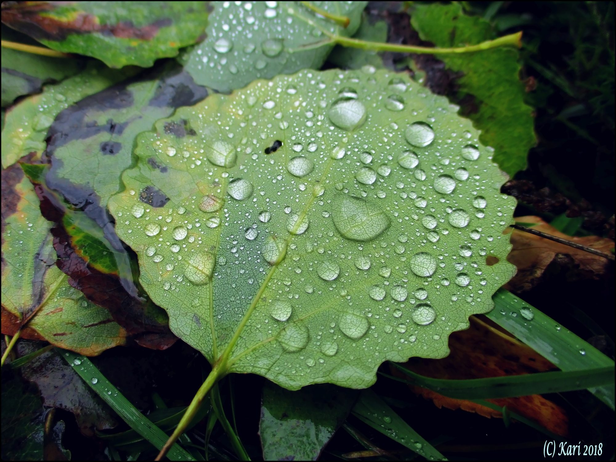 Valokuvaaja: Kari Saarinen