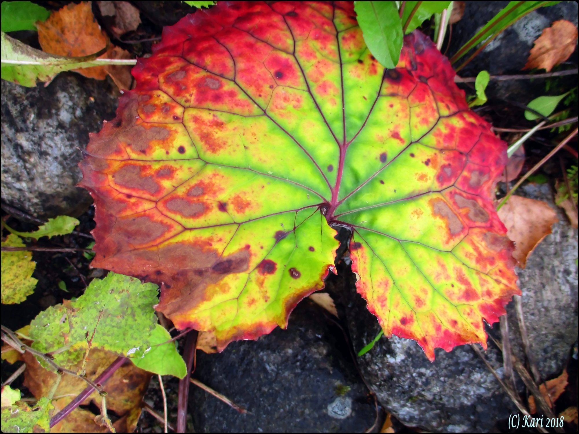 Valokuvaaja: Kari Saarinen