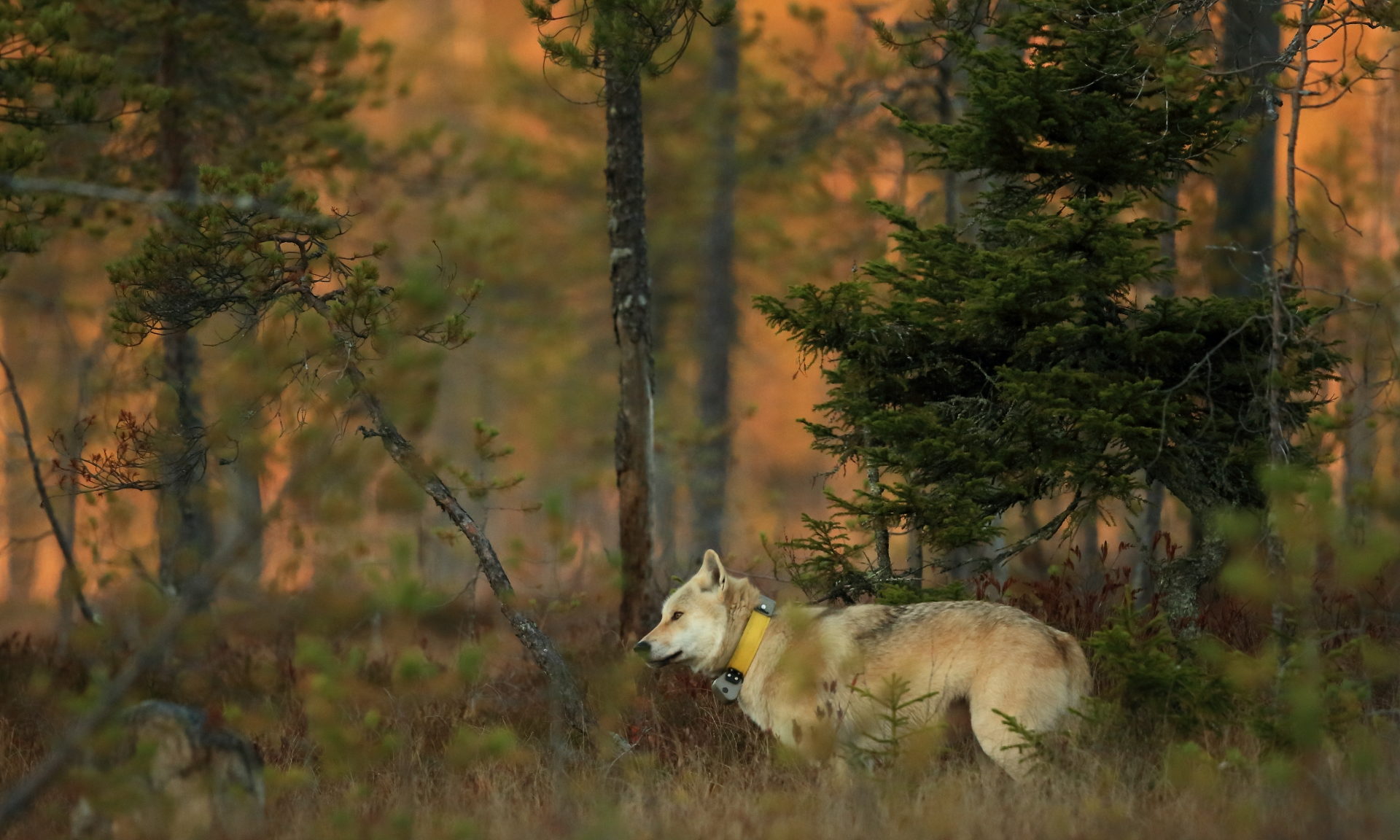 Valokuvaaja: Kari Rossinen