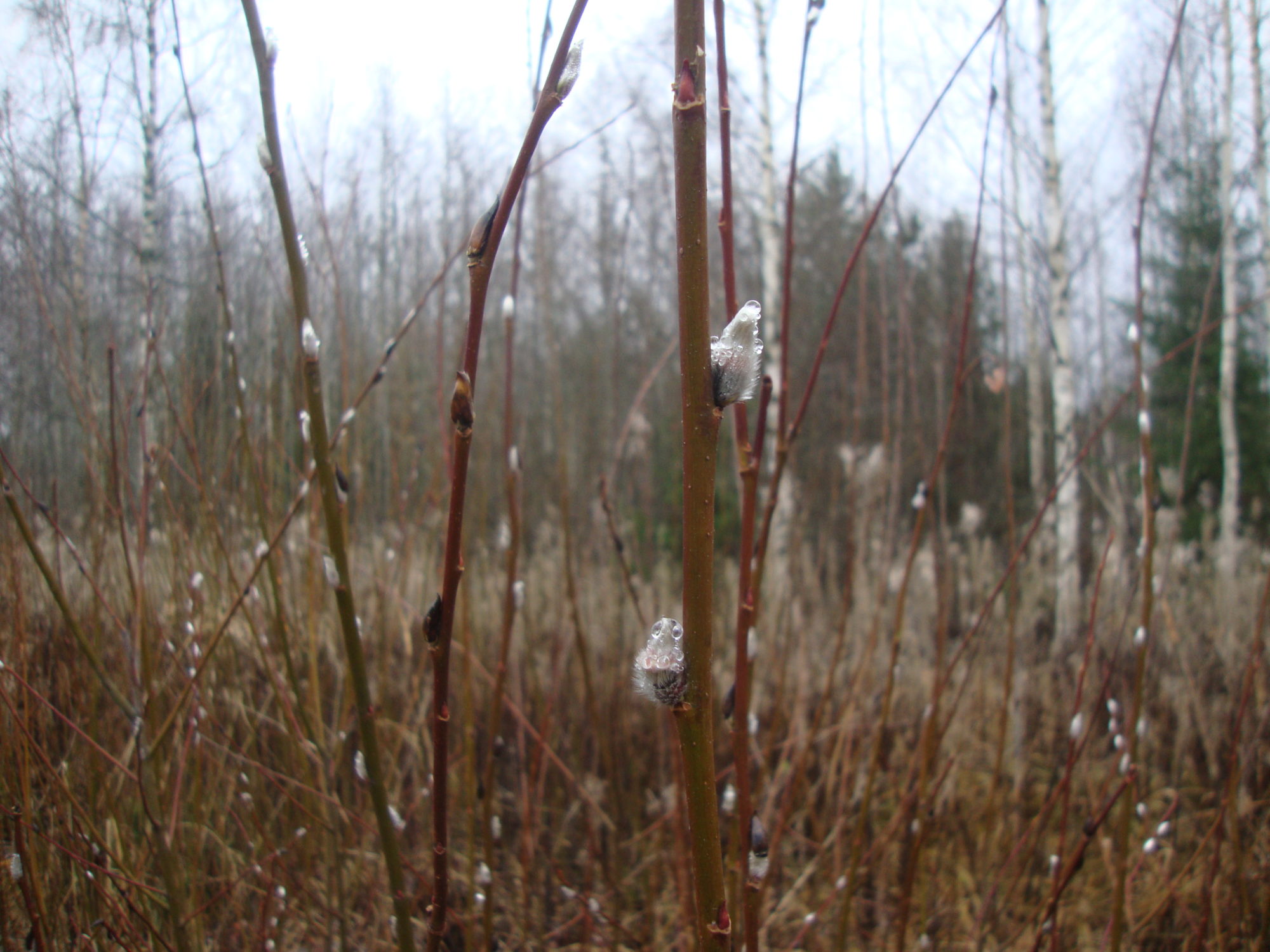 Valokuvaaja: Anja Mustamaa