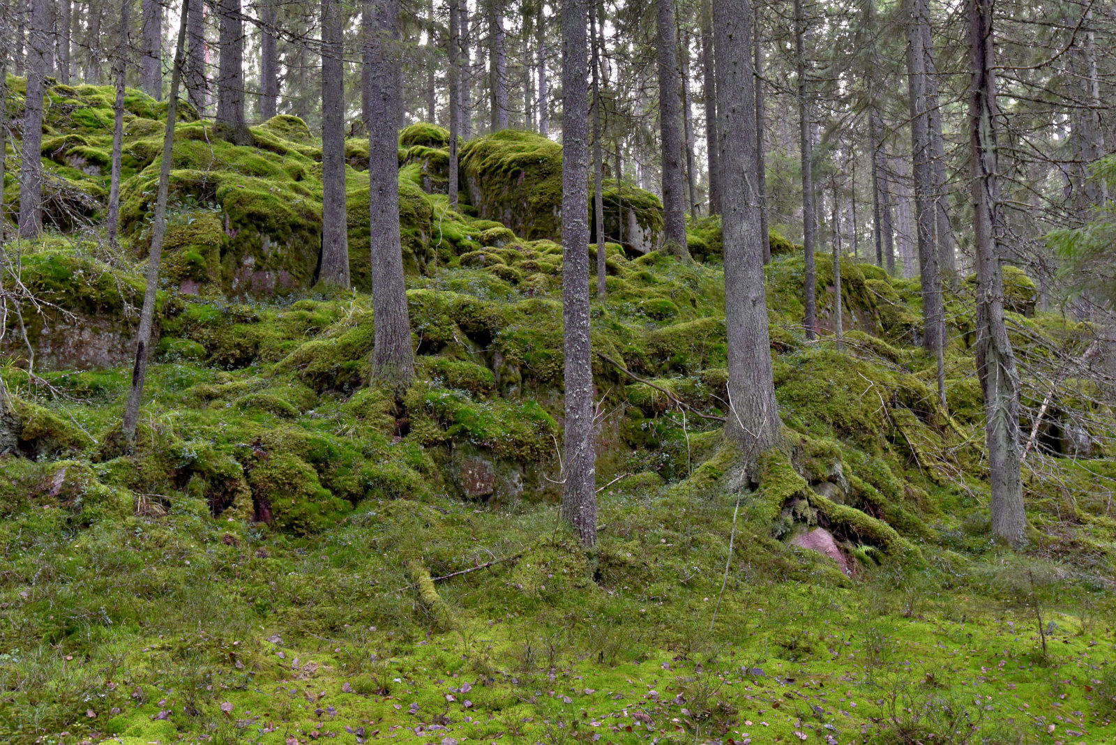 Valokuvaaja: Reijo Juurinen