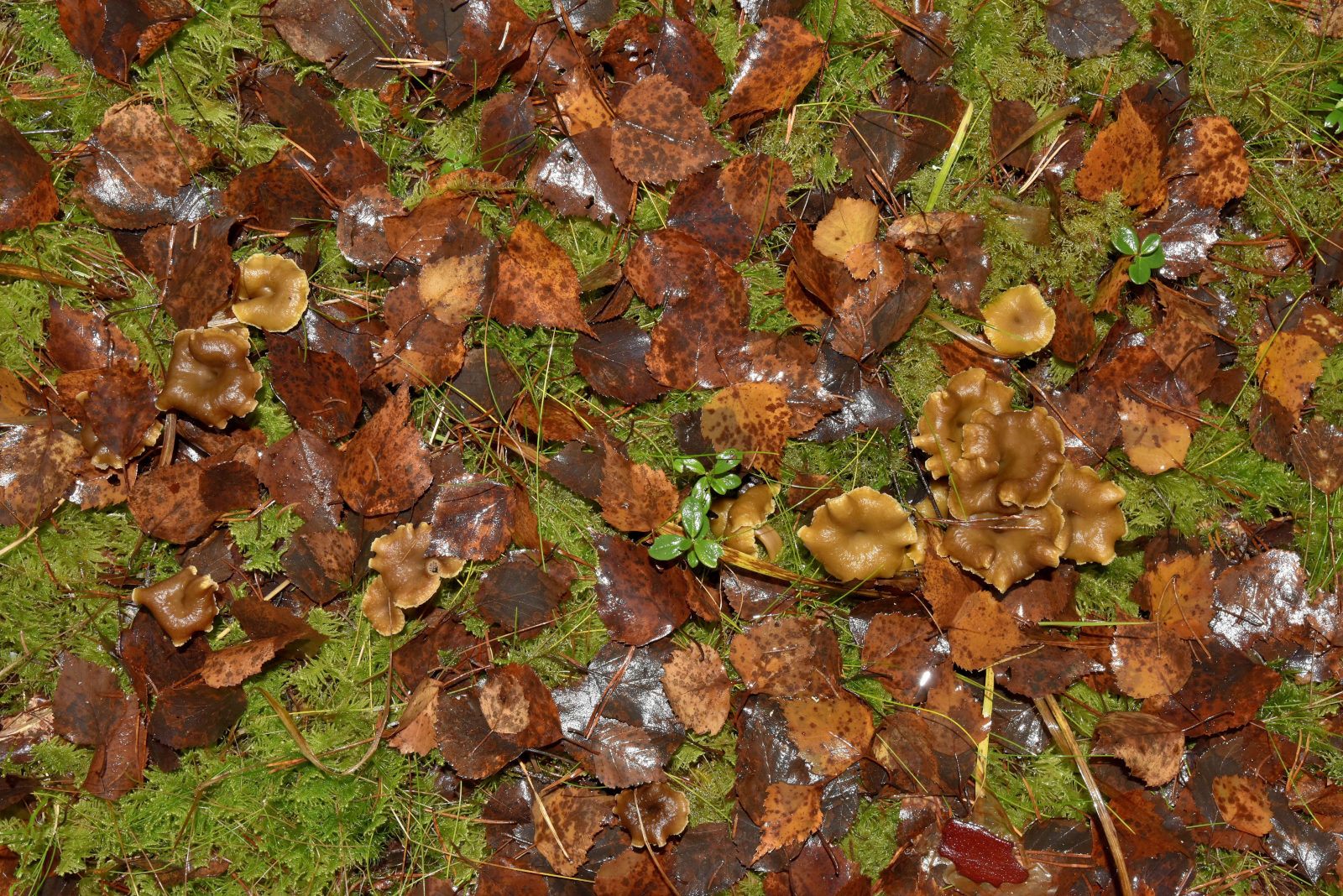 Valokuvaaja: Reijo Juurinen