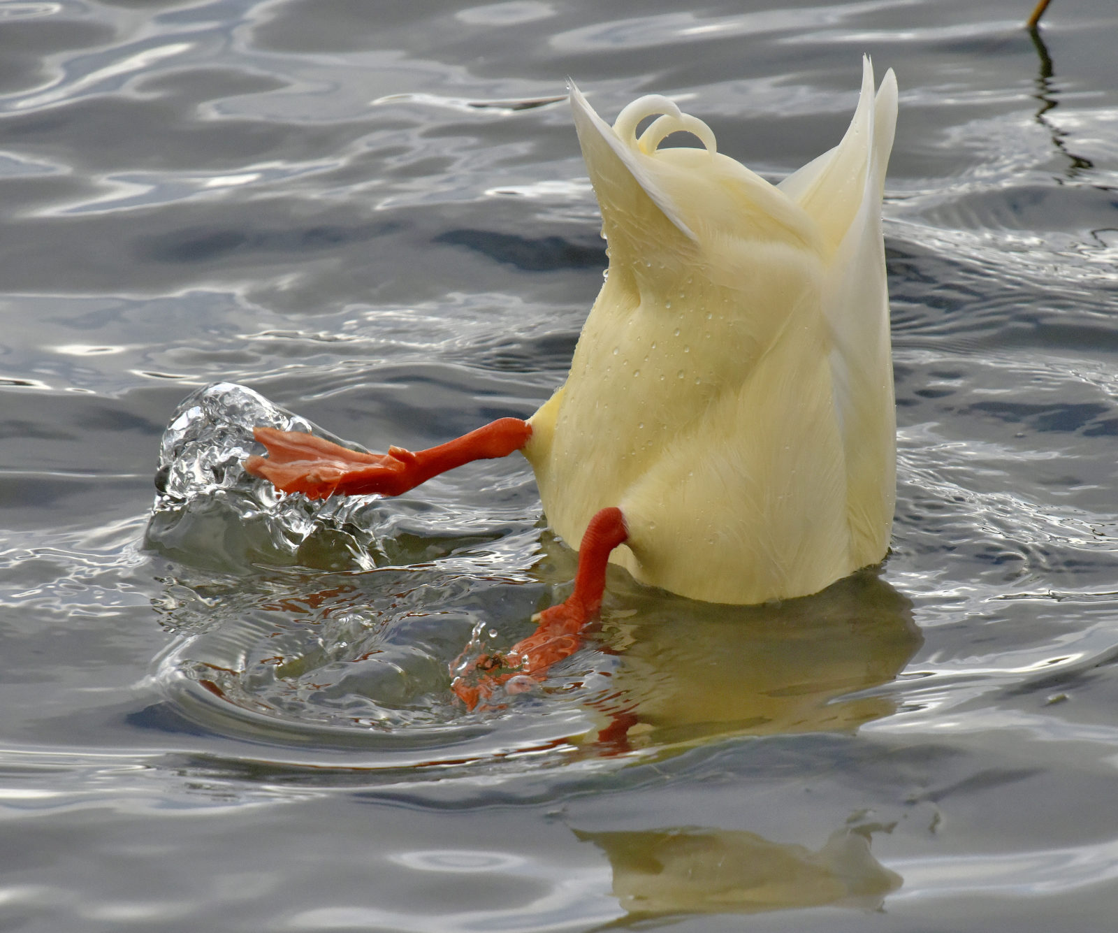 Valokuvaaja: Reijo Juurinen