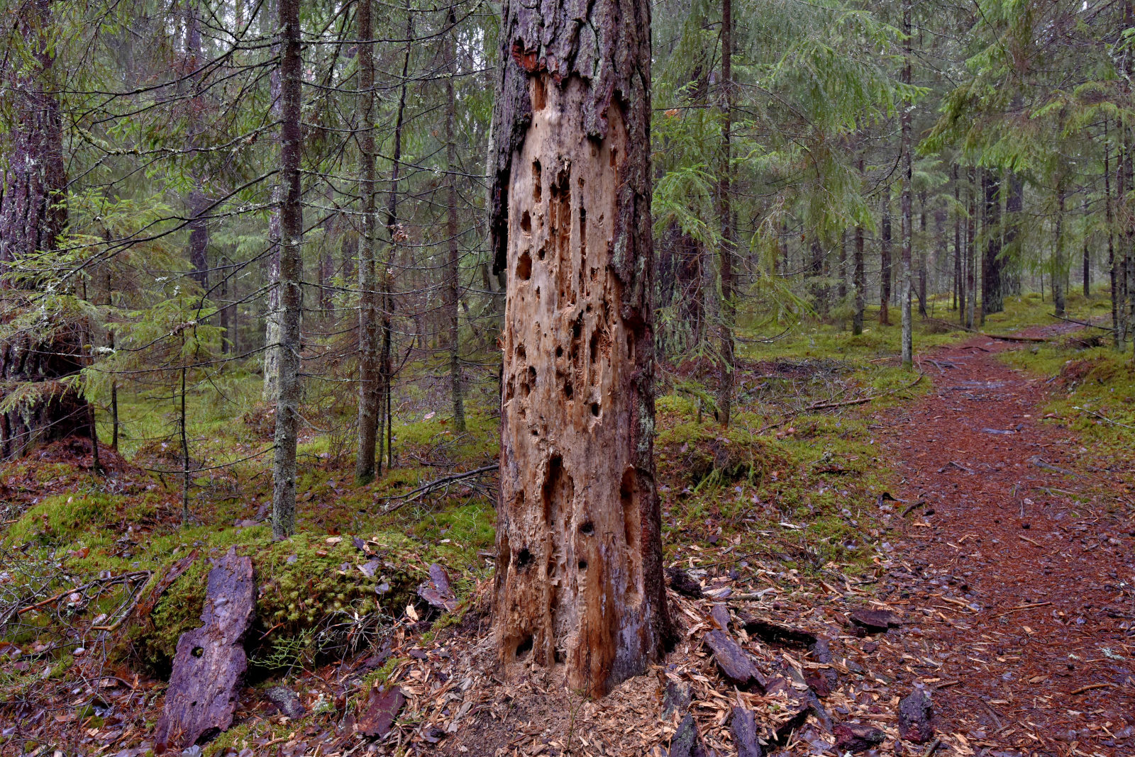 Valokuvaaja: Reijo Juurinen