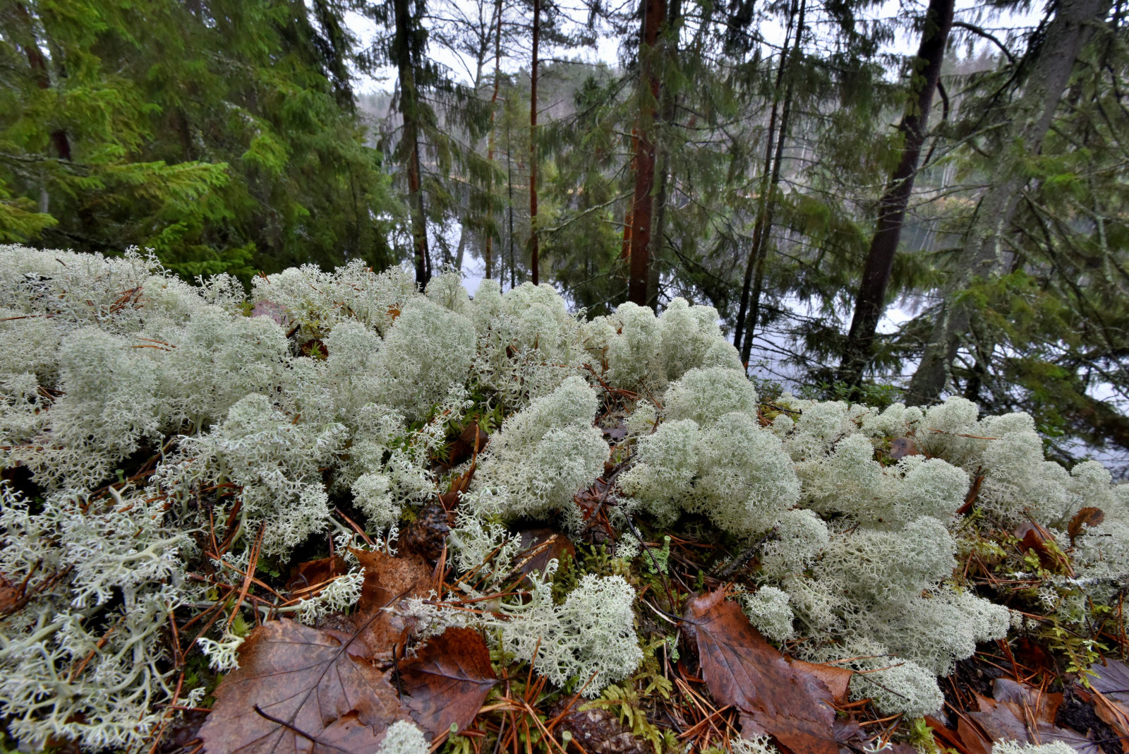 Valokuvaaja: Reijo Juurinen