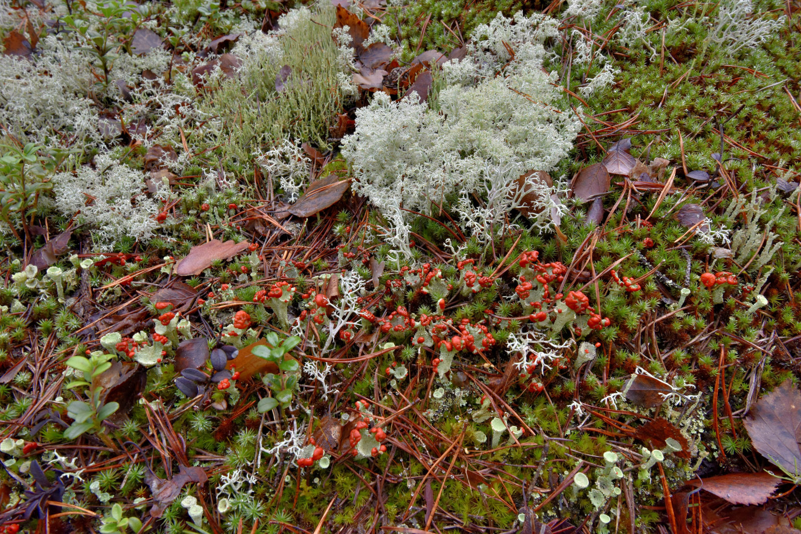 Valokuvaaja: Reijo Juurinen