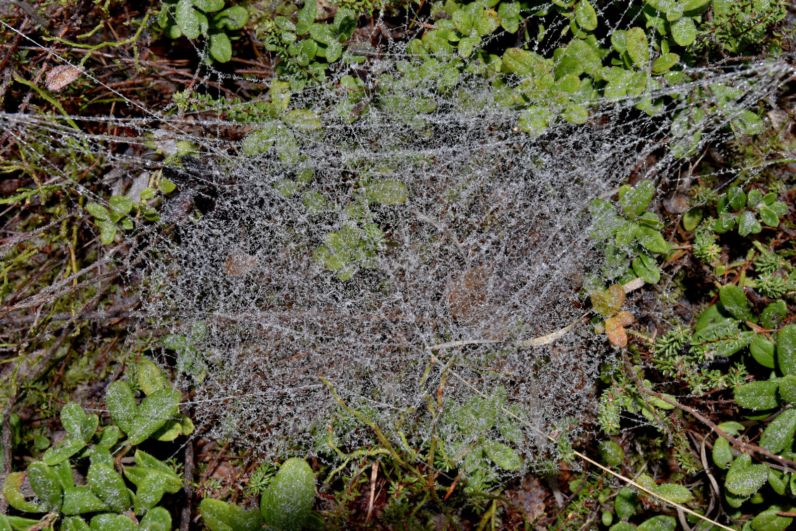 Valokuvaaja: Reijo Juurinen